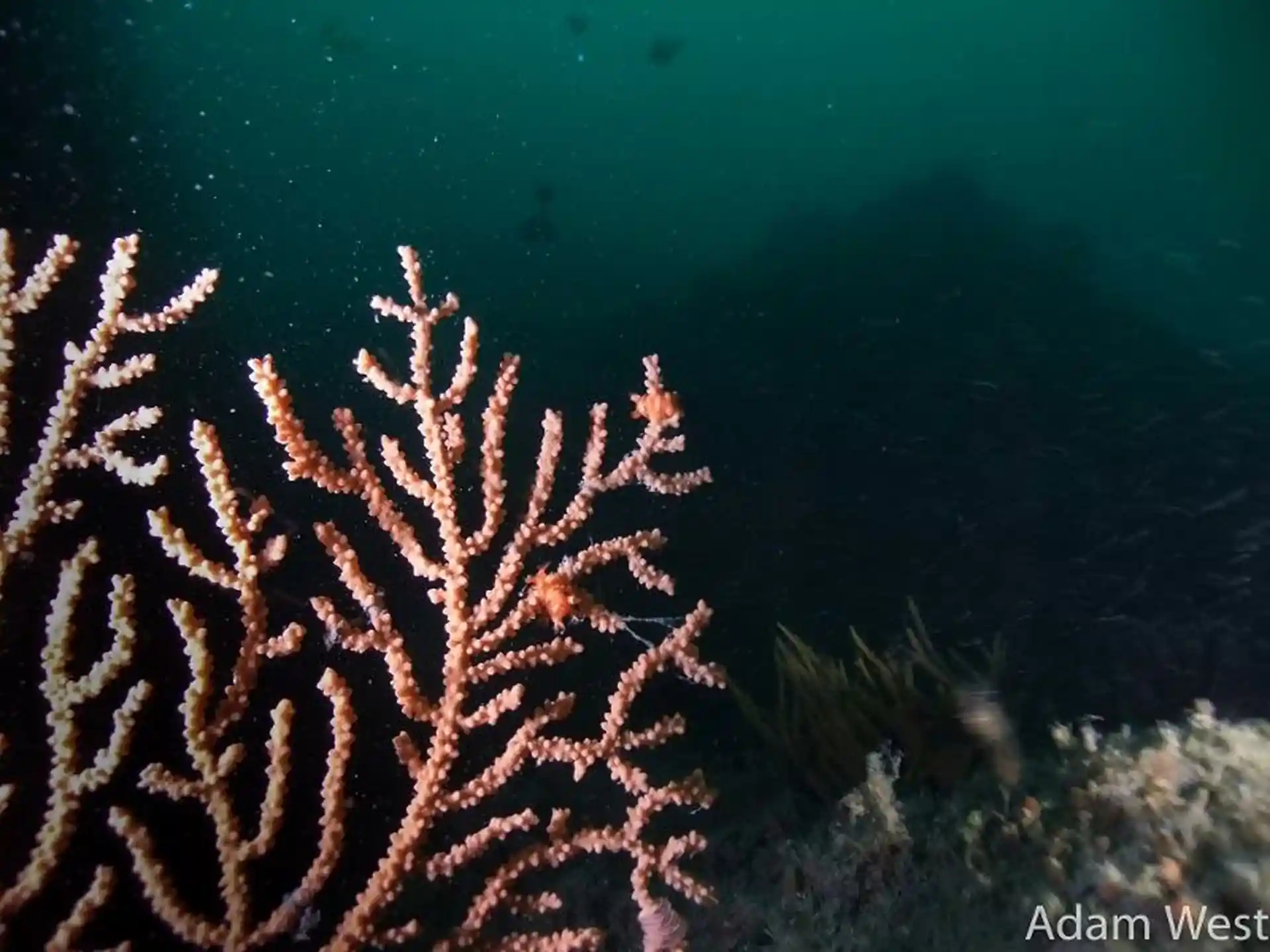 Photo du site de plongée