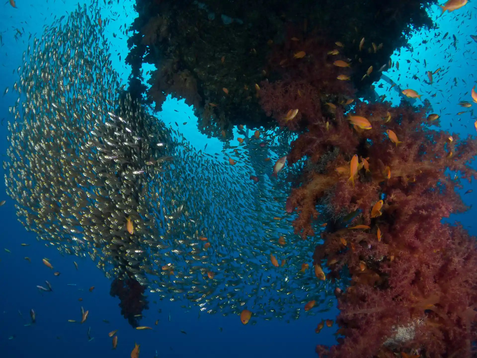 Dive shop photo