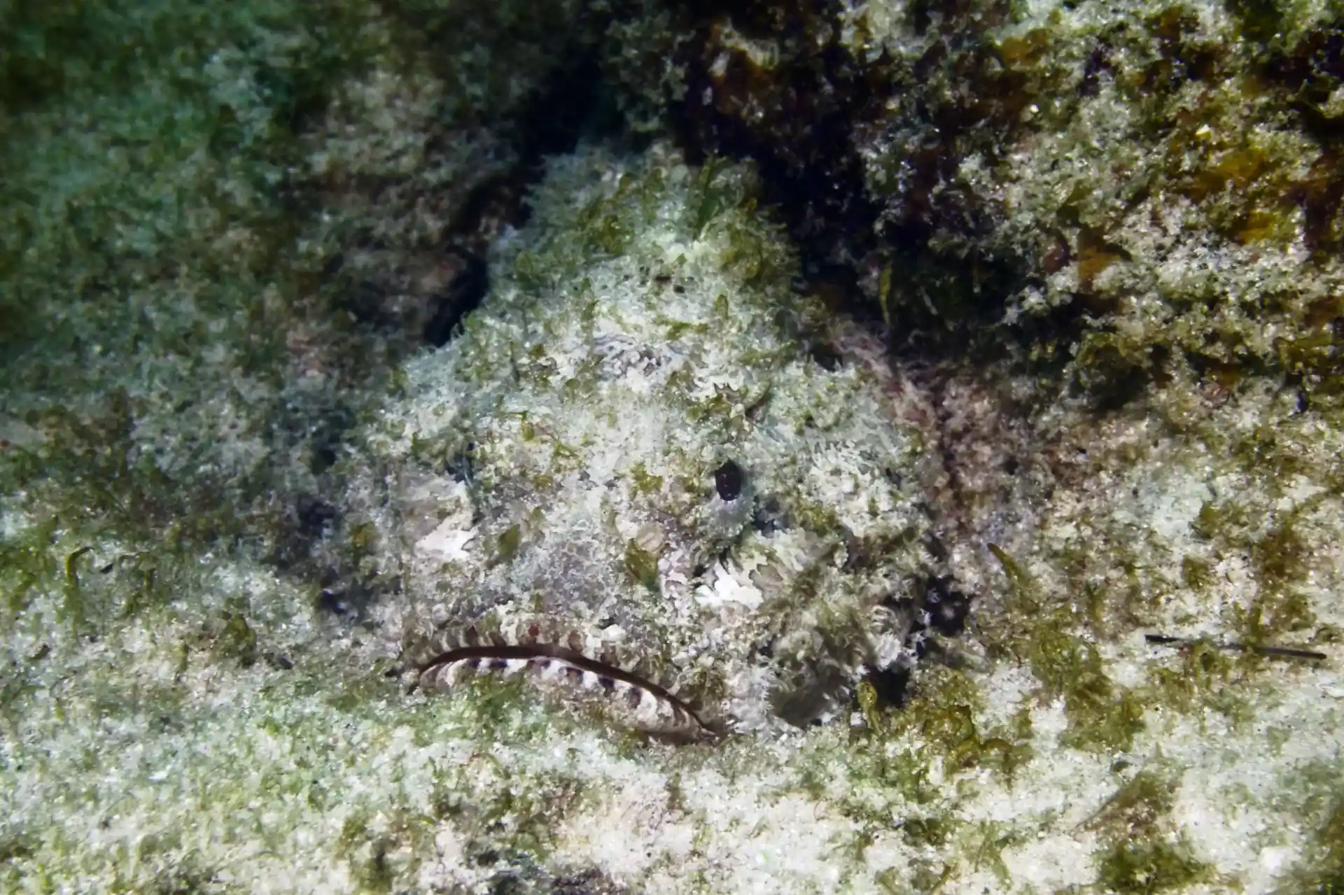 Dive site photo