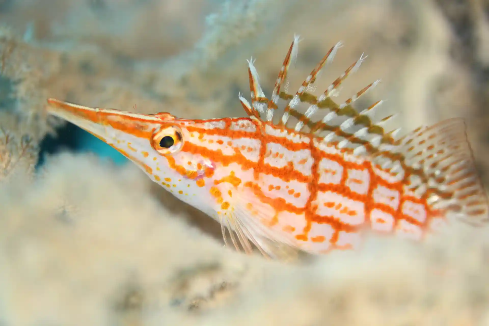 Dive shop photo