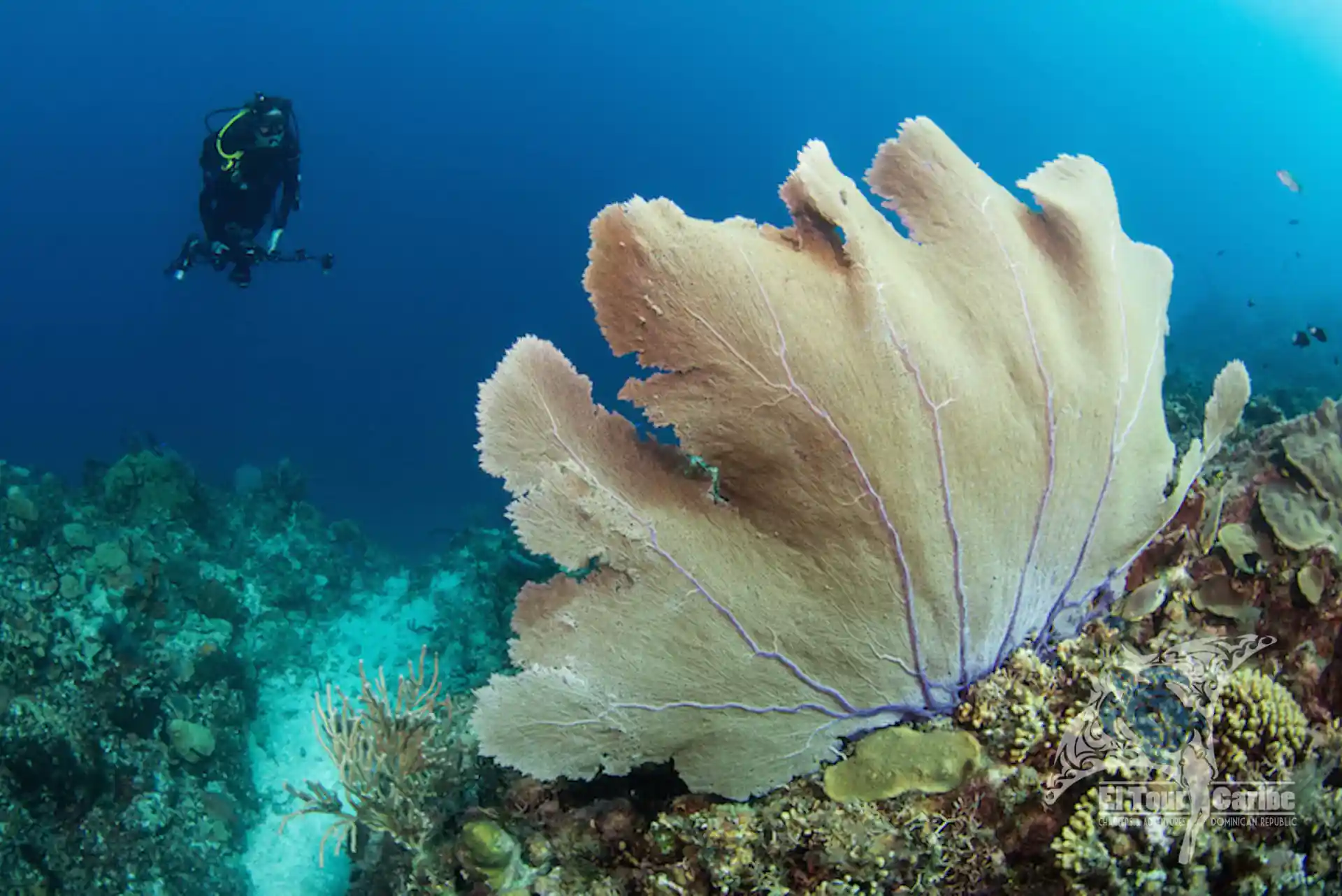 A giant sea fan greets one of El Tour Caribe's divers at the top of The Wall in Catalina Island, RD.