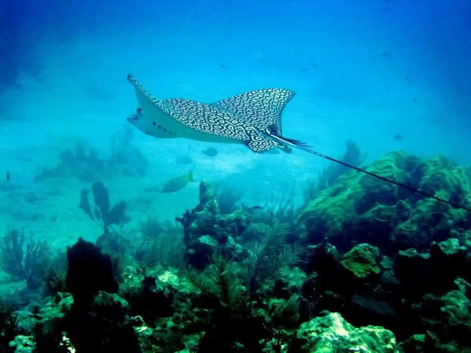 Dive site photo