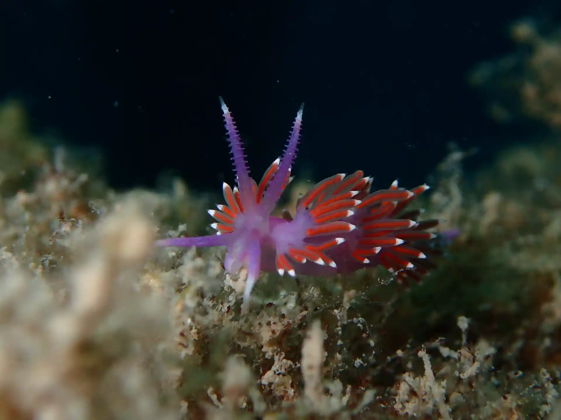 Nudibranch
