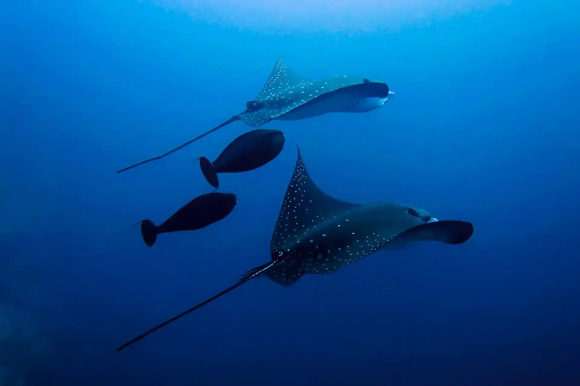 Dive site photo