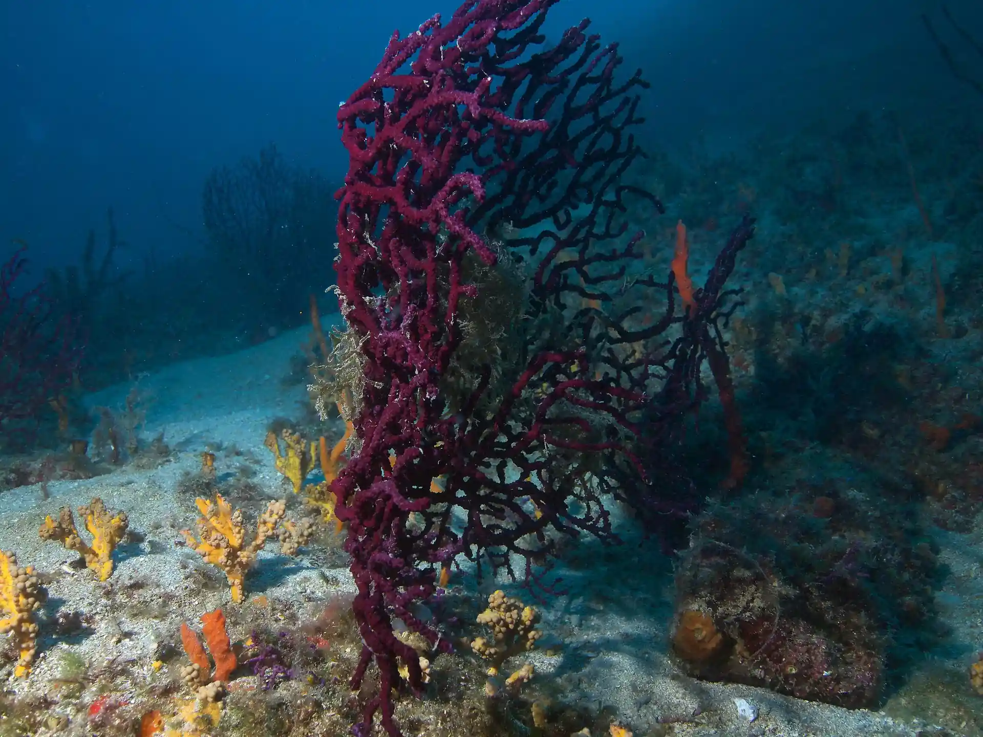 Foto van de duiklocatie