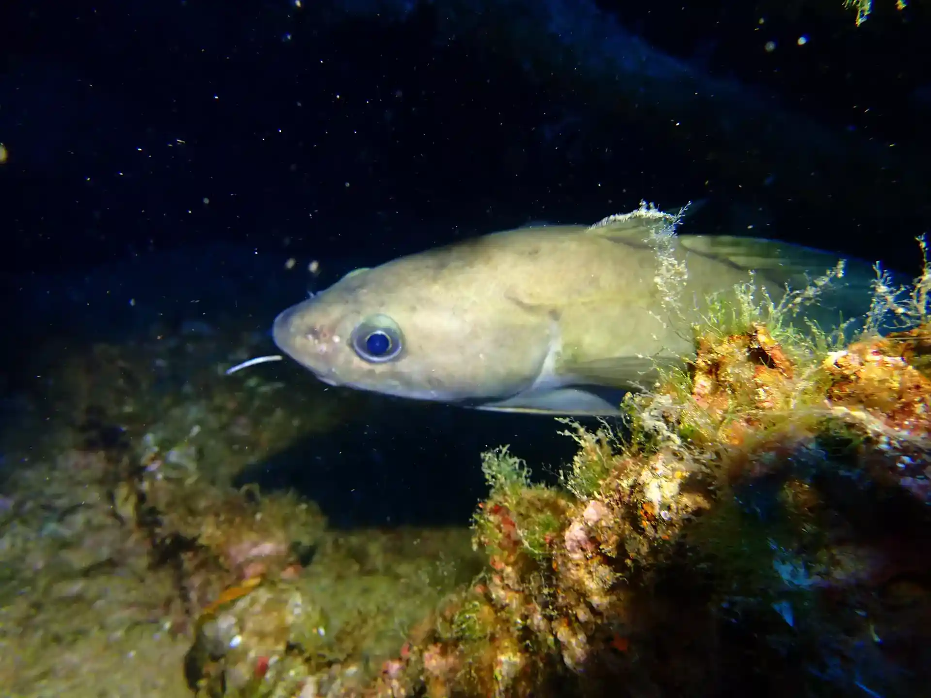 다이빙 포인트 사진