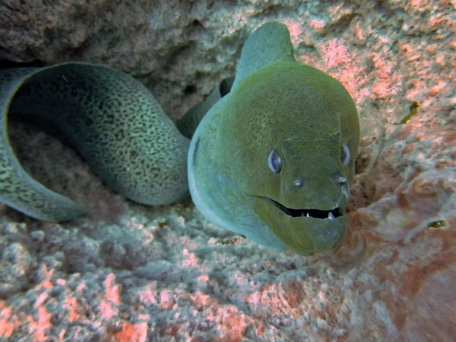 Giant moray eel in a barrel sponge