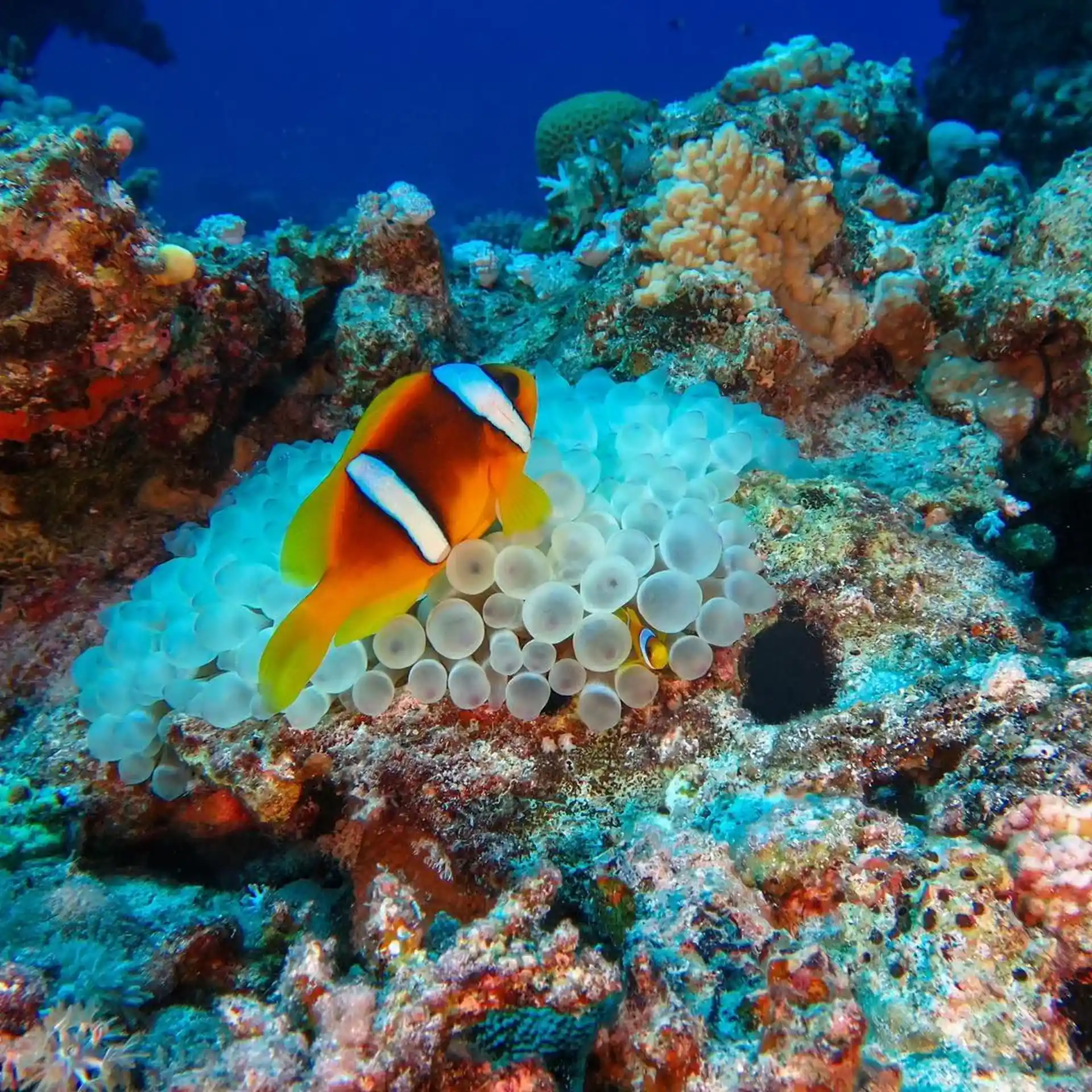 Dive site photo