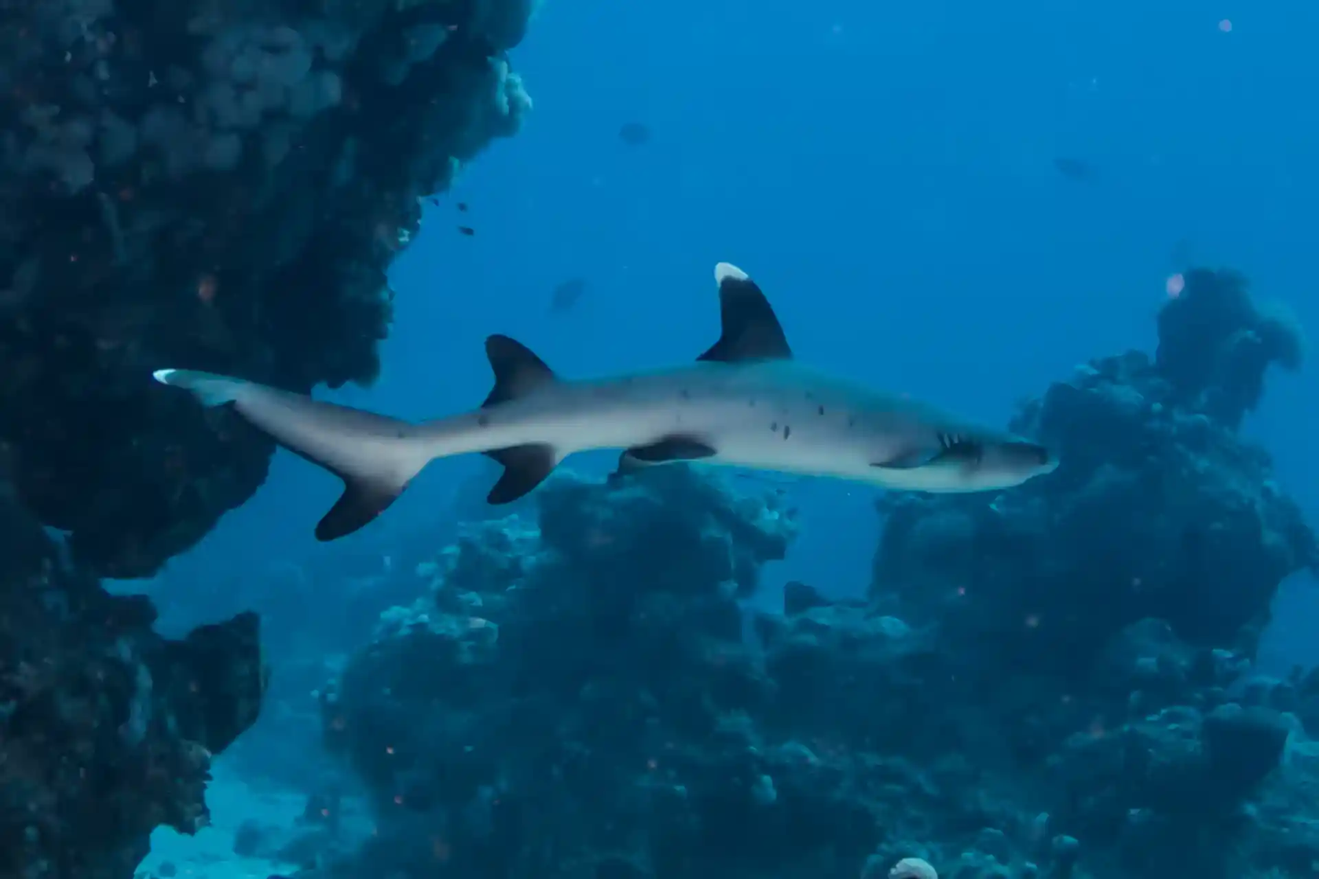 Photo du site de plongée