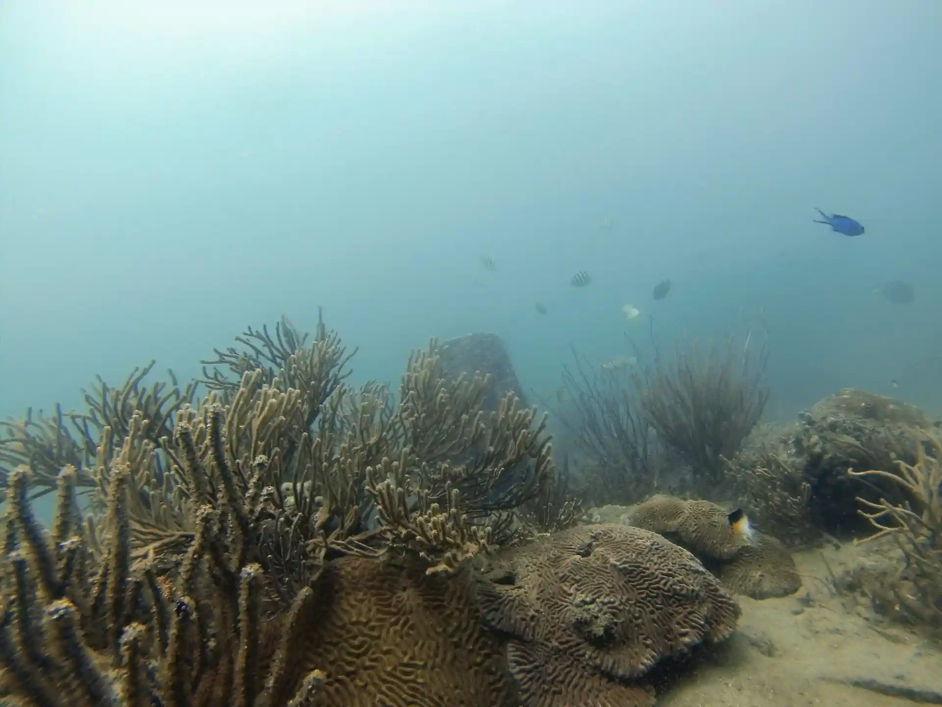 Dive site photo