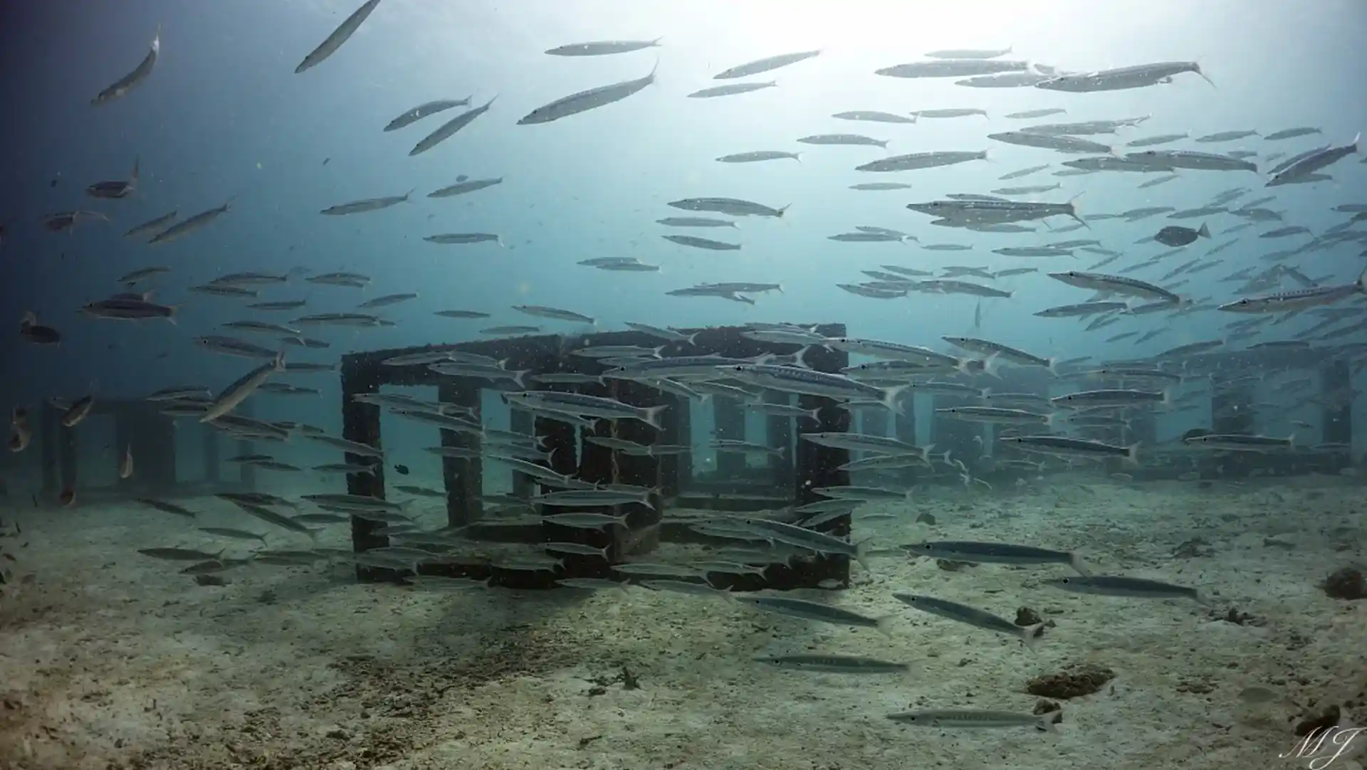 Large schools of fish around artificial reef structures at Racha Yai