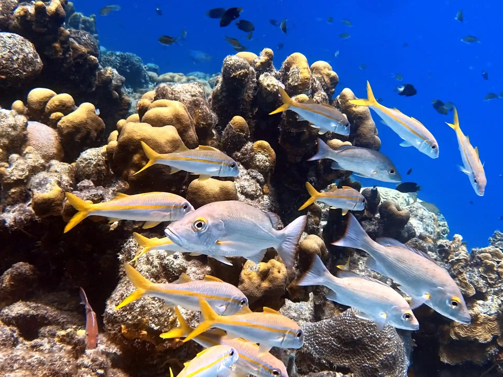 Dive site photo