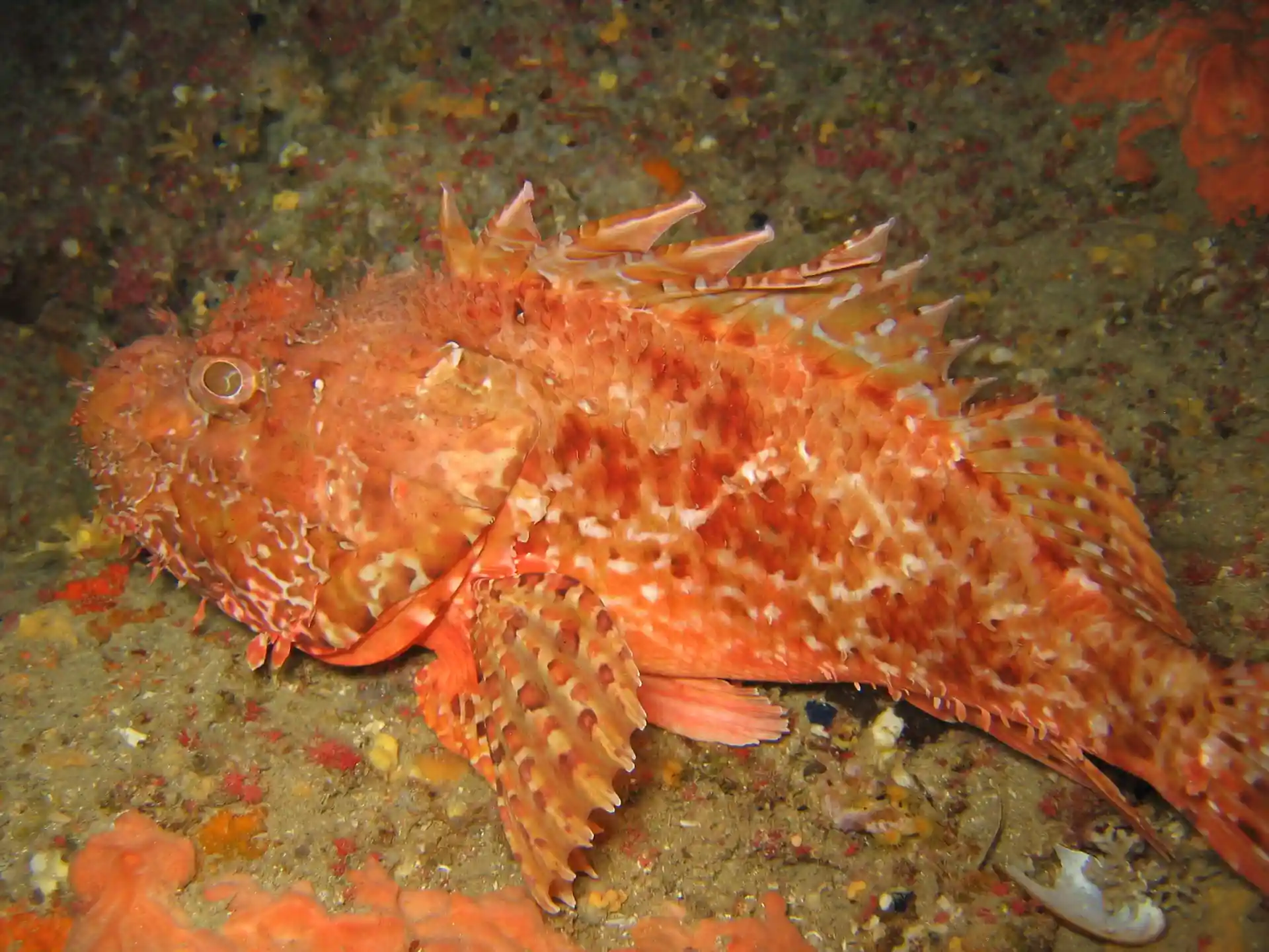 Foto de la tienda de buceo