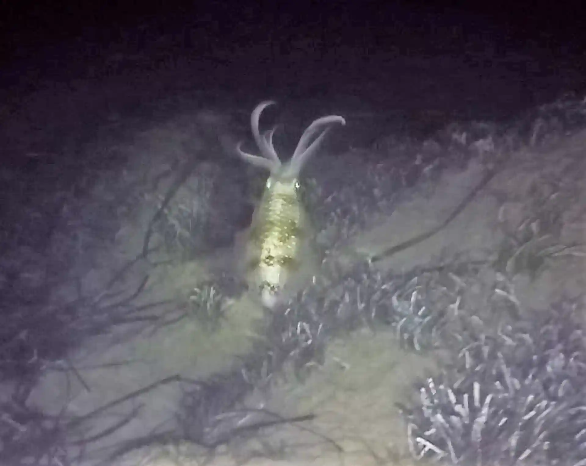 Dive site photo