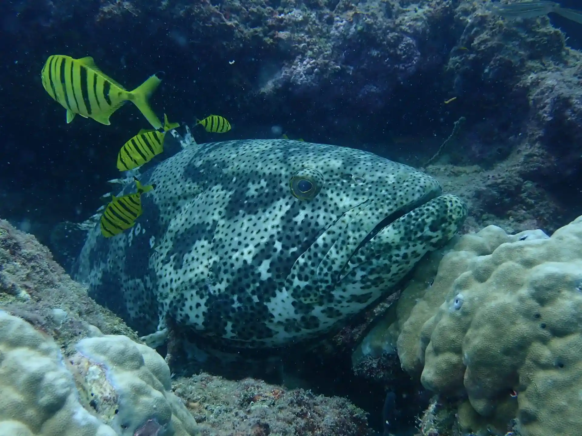 Dive site photo
