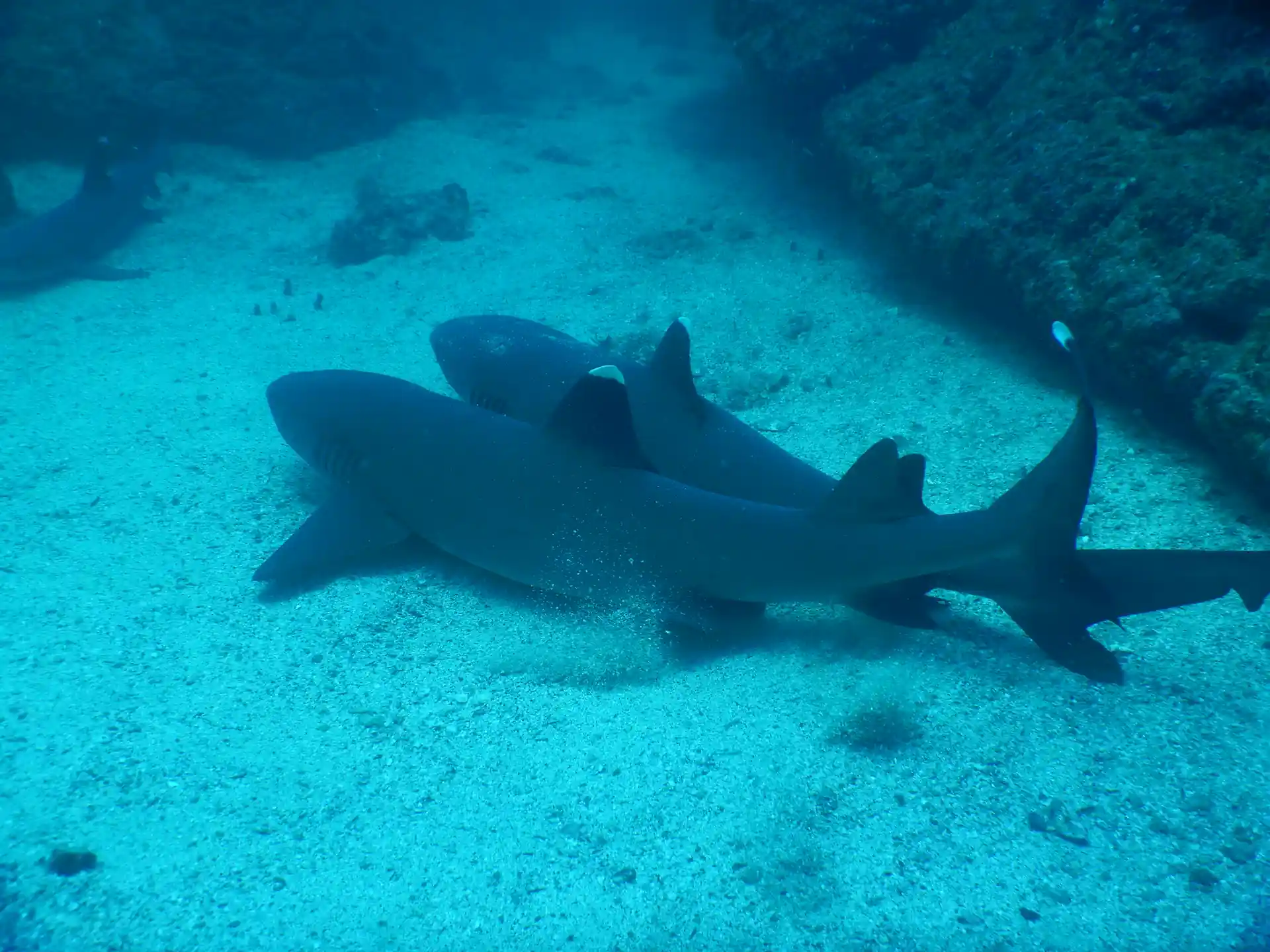 Enjoy Costa Rica's impressive marine life