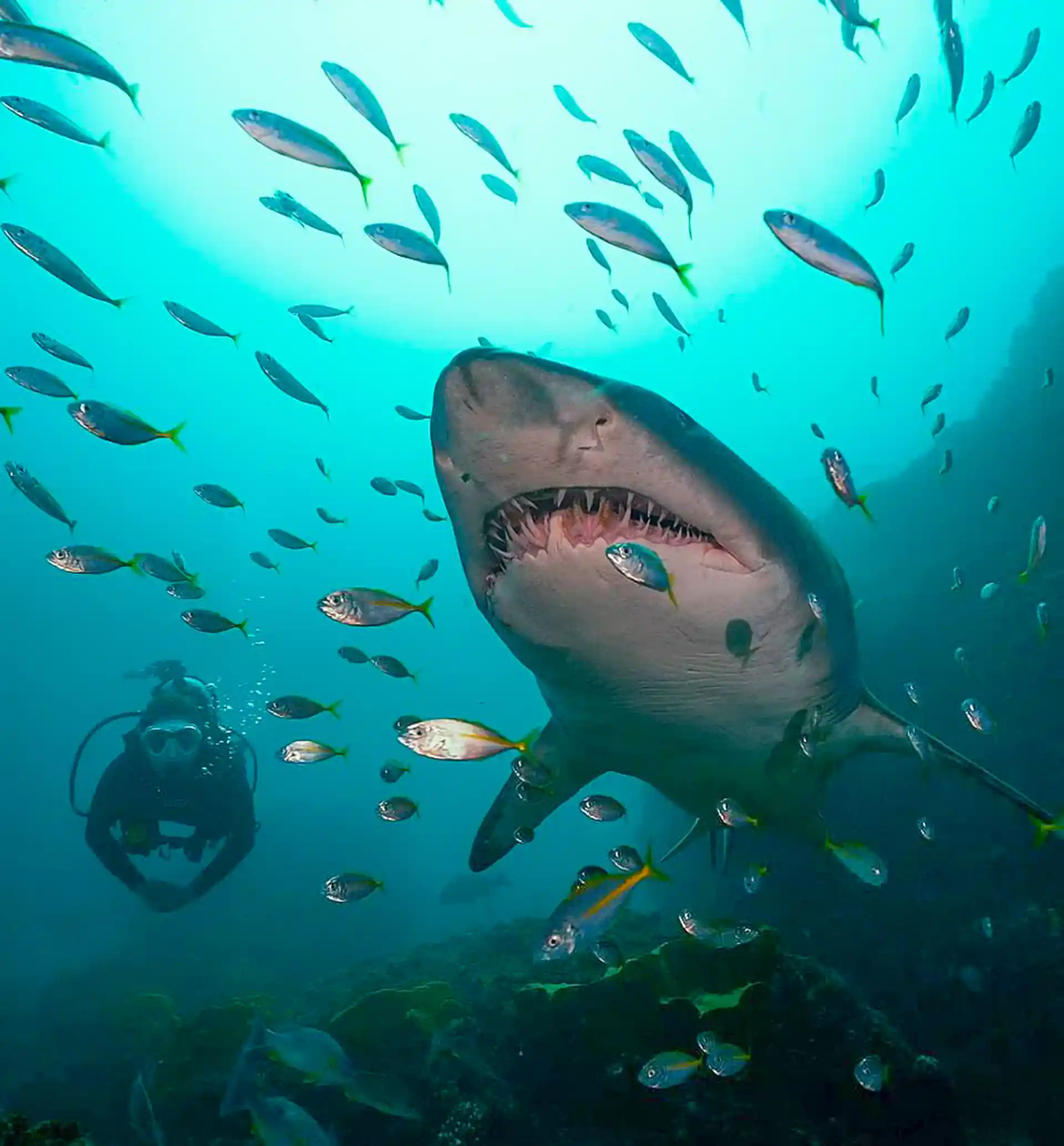 ダイビングサイトの写真