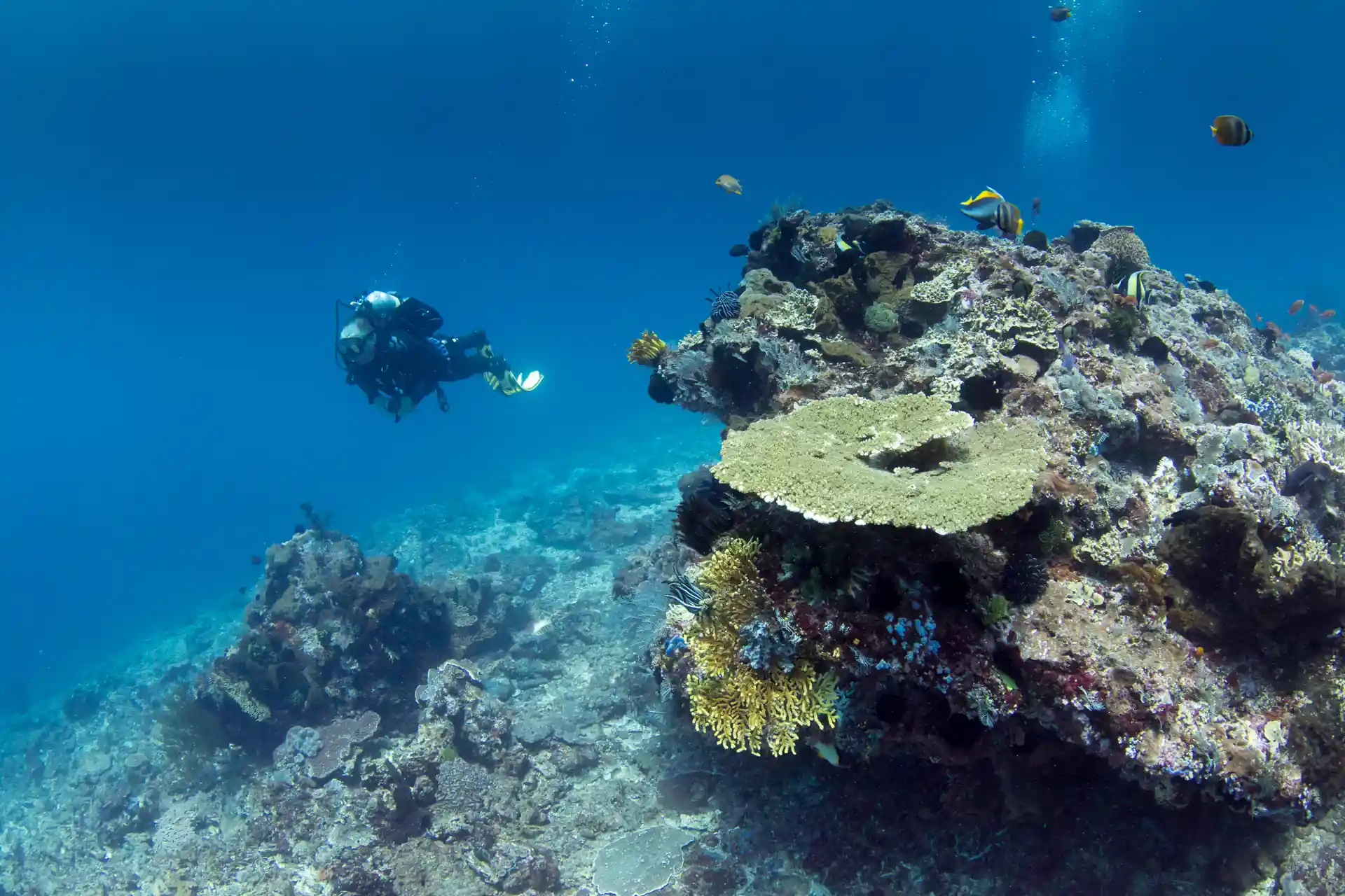 breath-taking drift dives and coral gardens