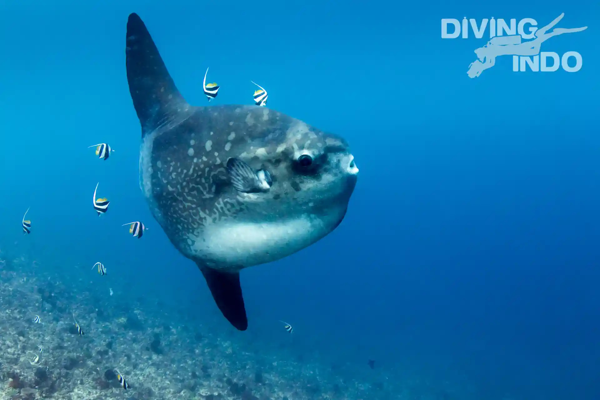 During the right season you can also spot Mola Mola which are amazing creatures emerging from the abyss. (July – October).