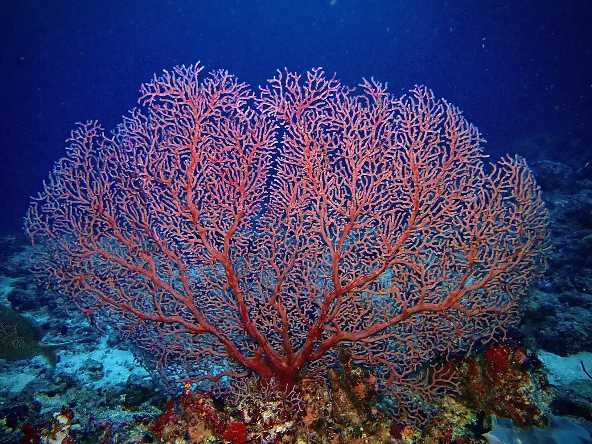Dive site photo