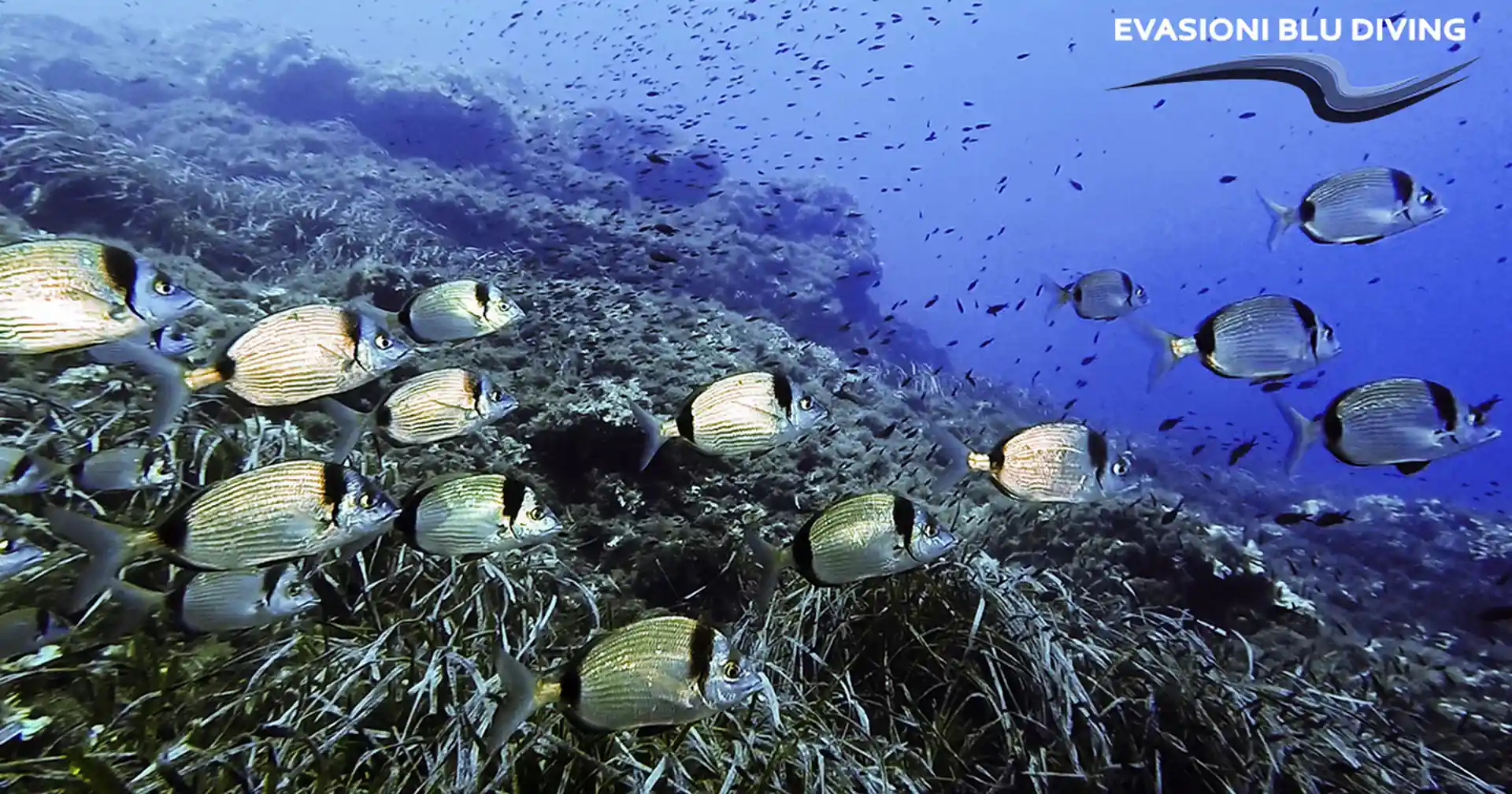 Dive site photo