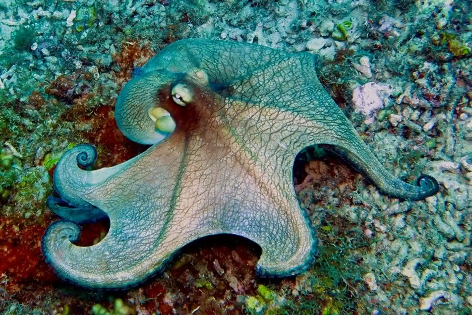 Foto des Tauchshops