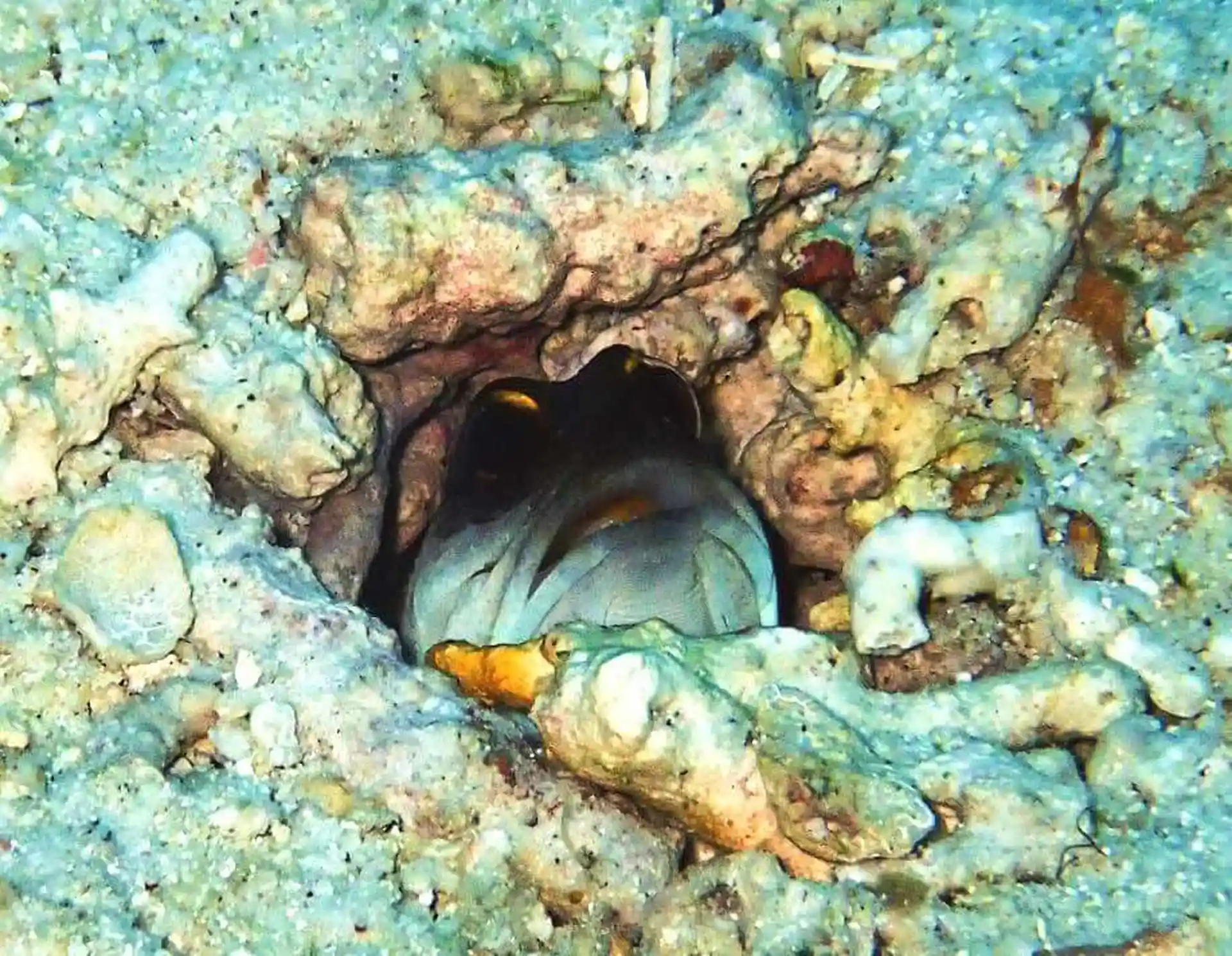 Dive site photo