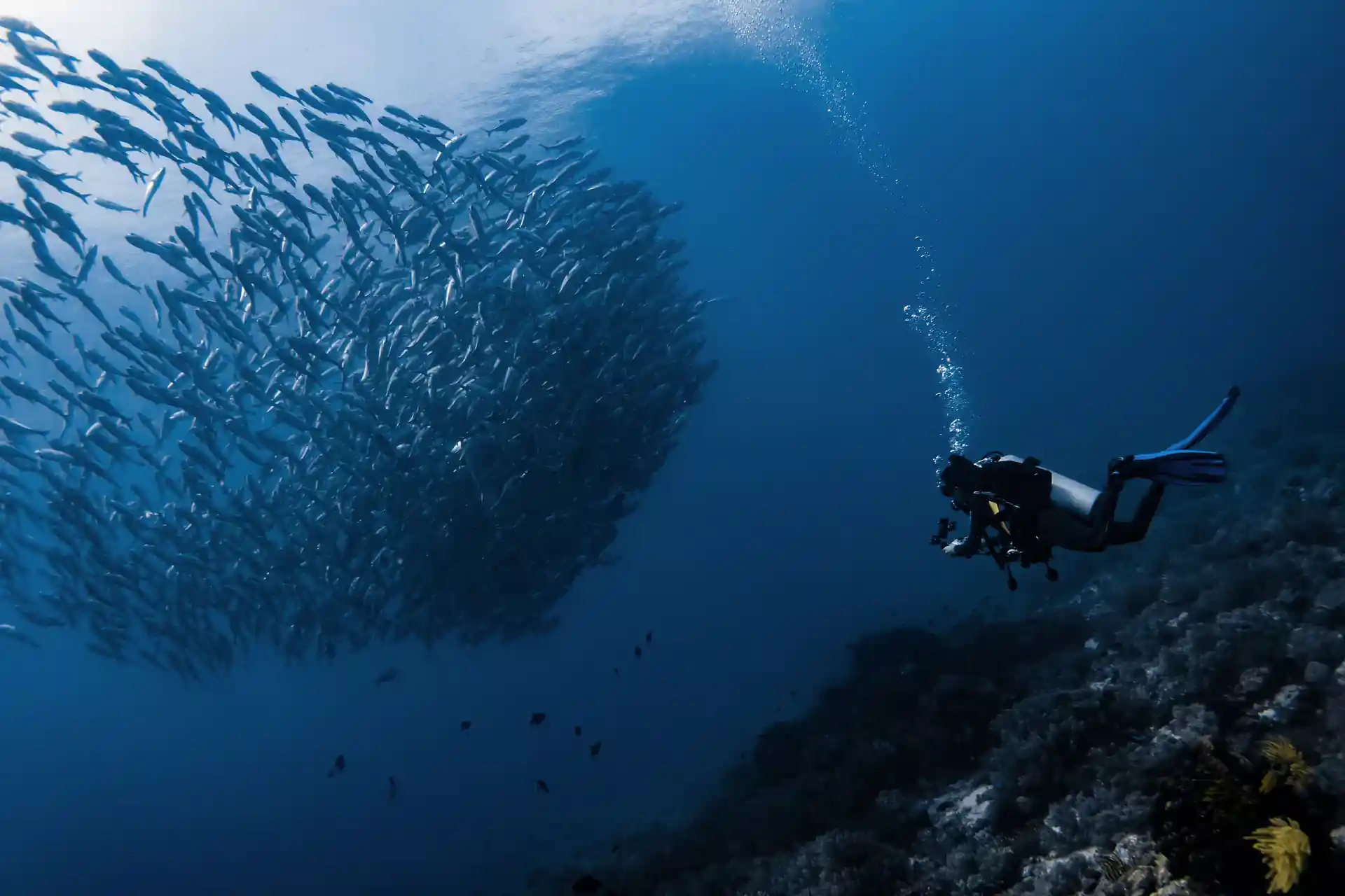 Discover SCUBA diving in Dauin, Philippines at Sea Explorer's. Witness a diver exploring a tropical reef. Dive into adventure with PADI-certified instructors. Visit Sea-Explorers.com!