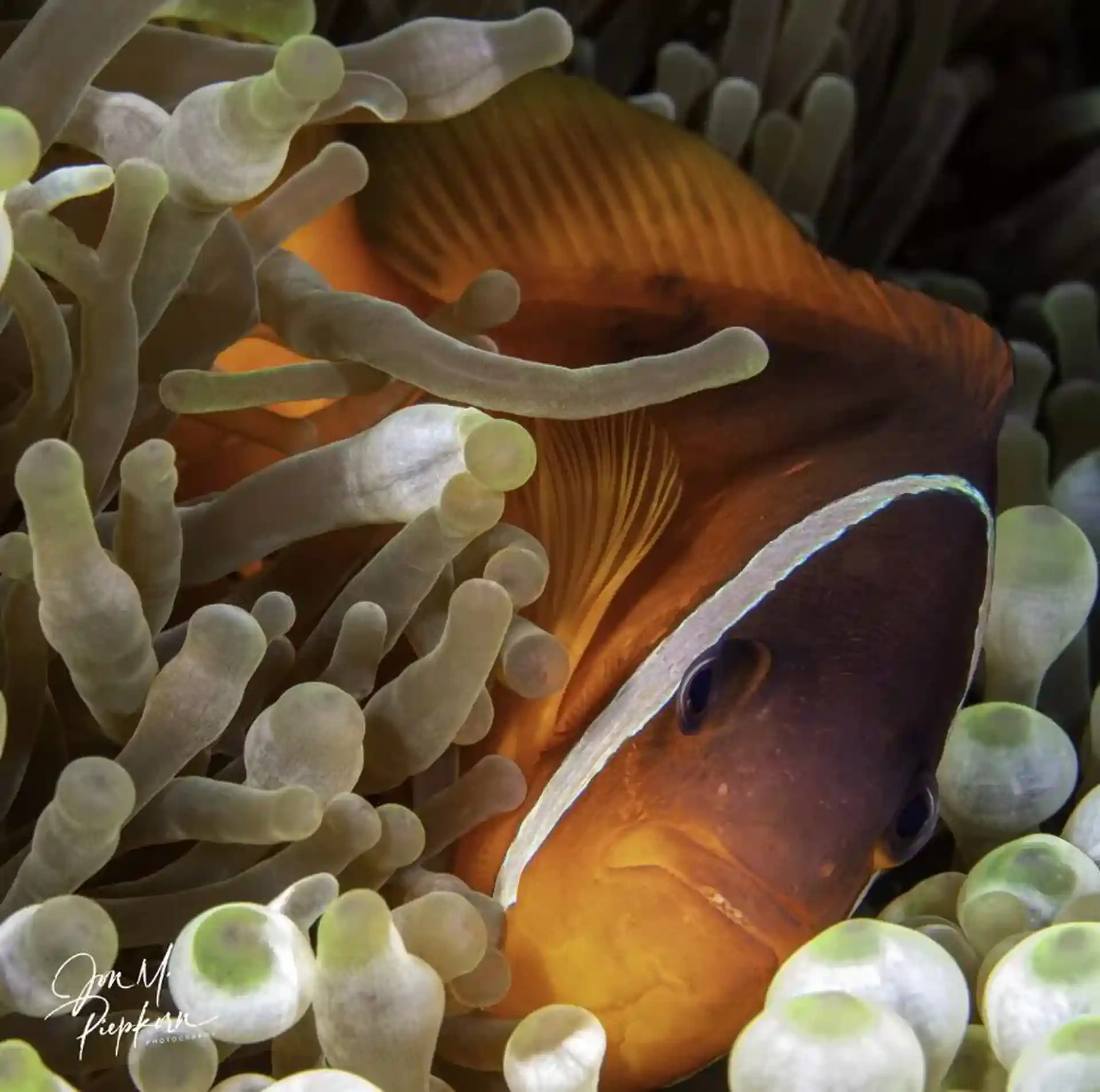 We love these little guys which can be found at most of our dive sites