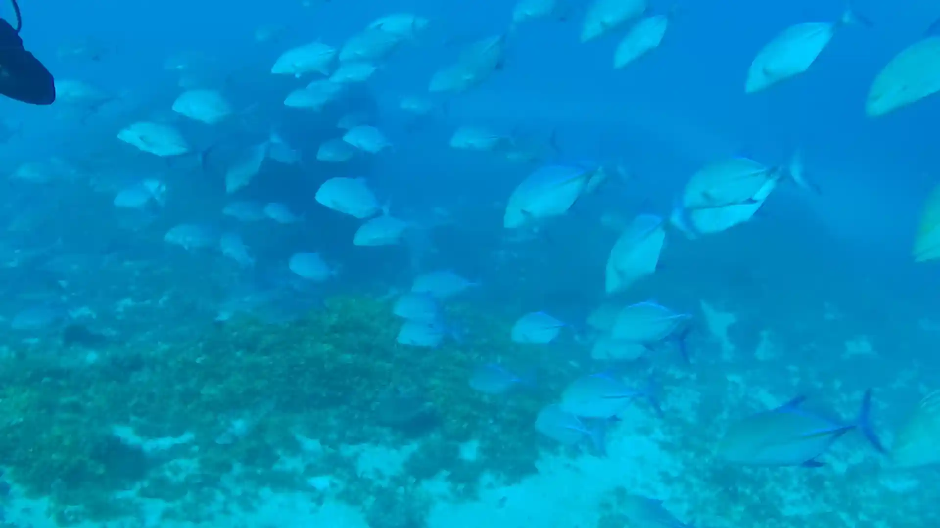 Dive site photo