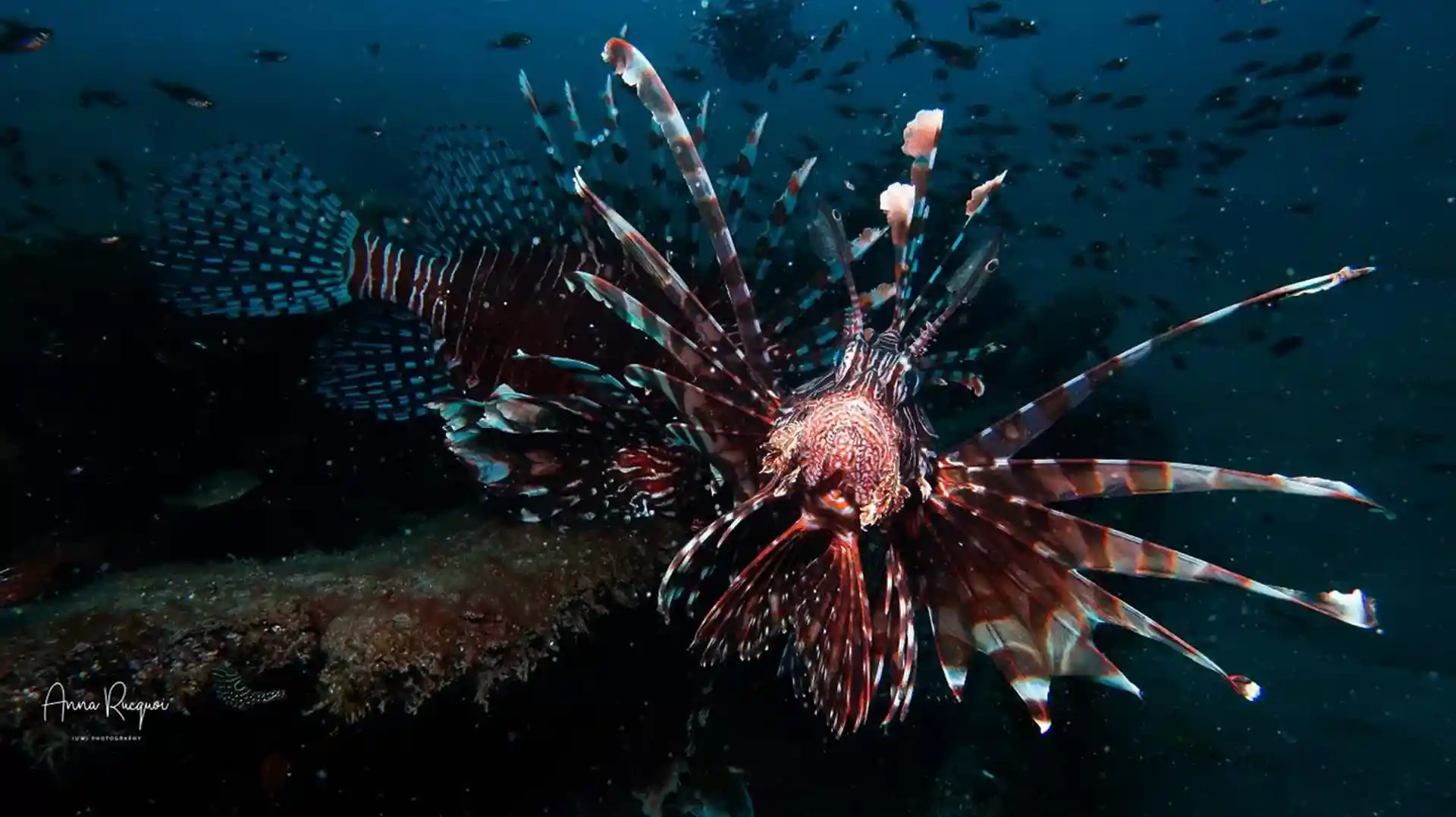 ダイビングサイトの写真