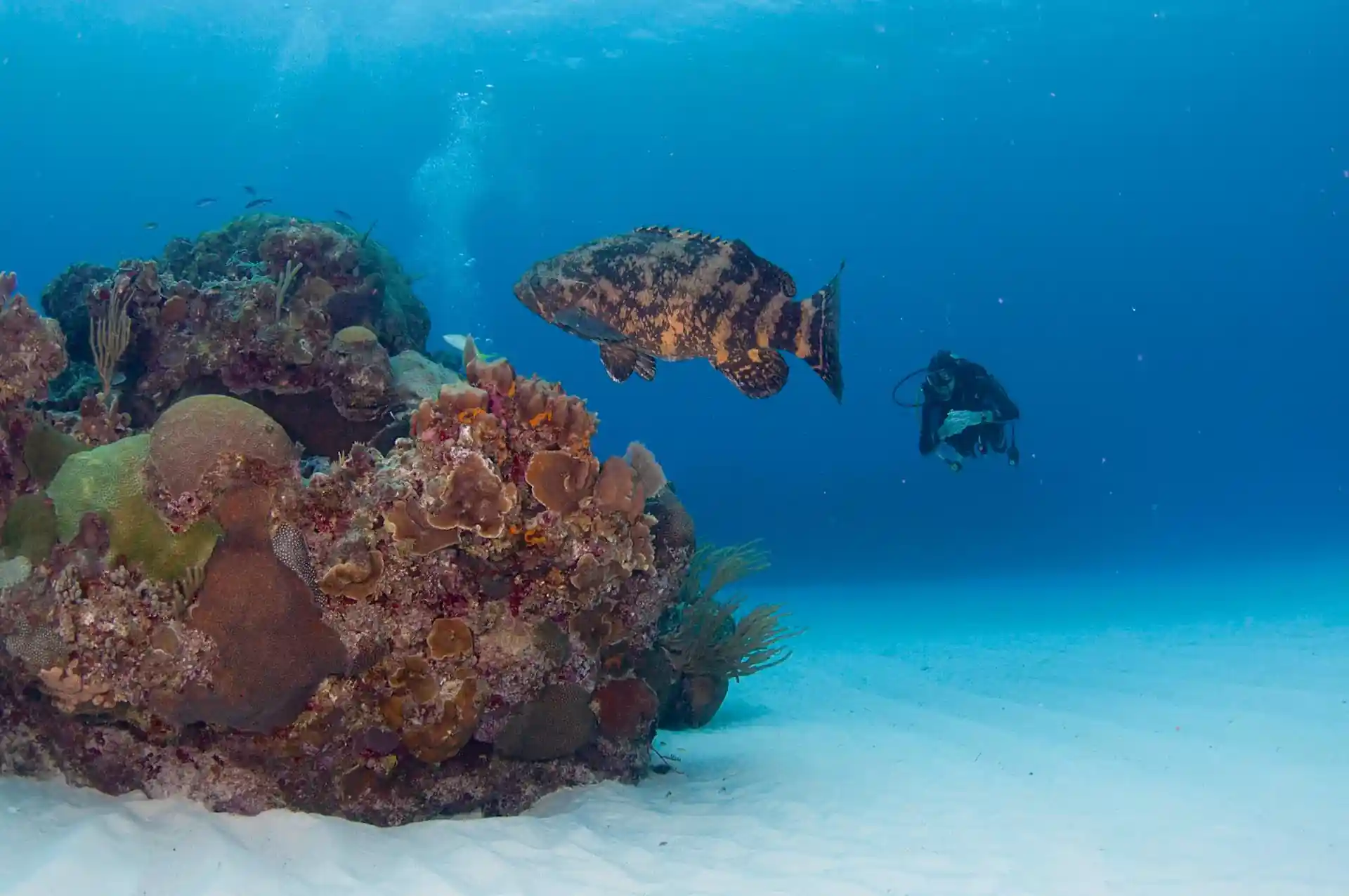 Dive site photo
