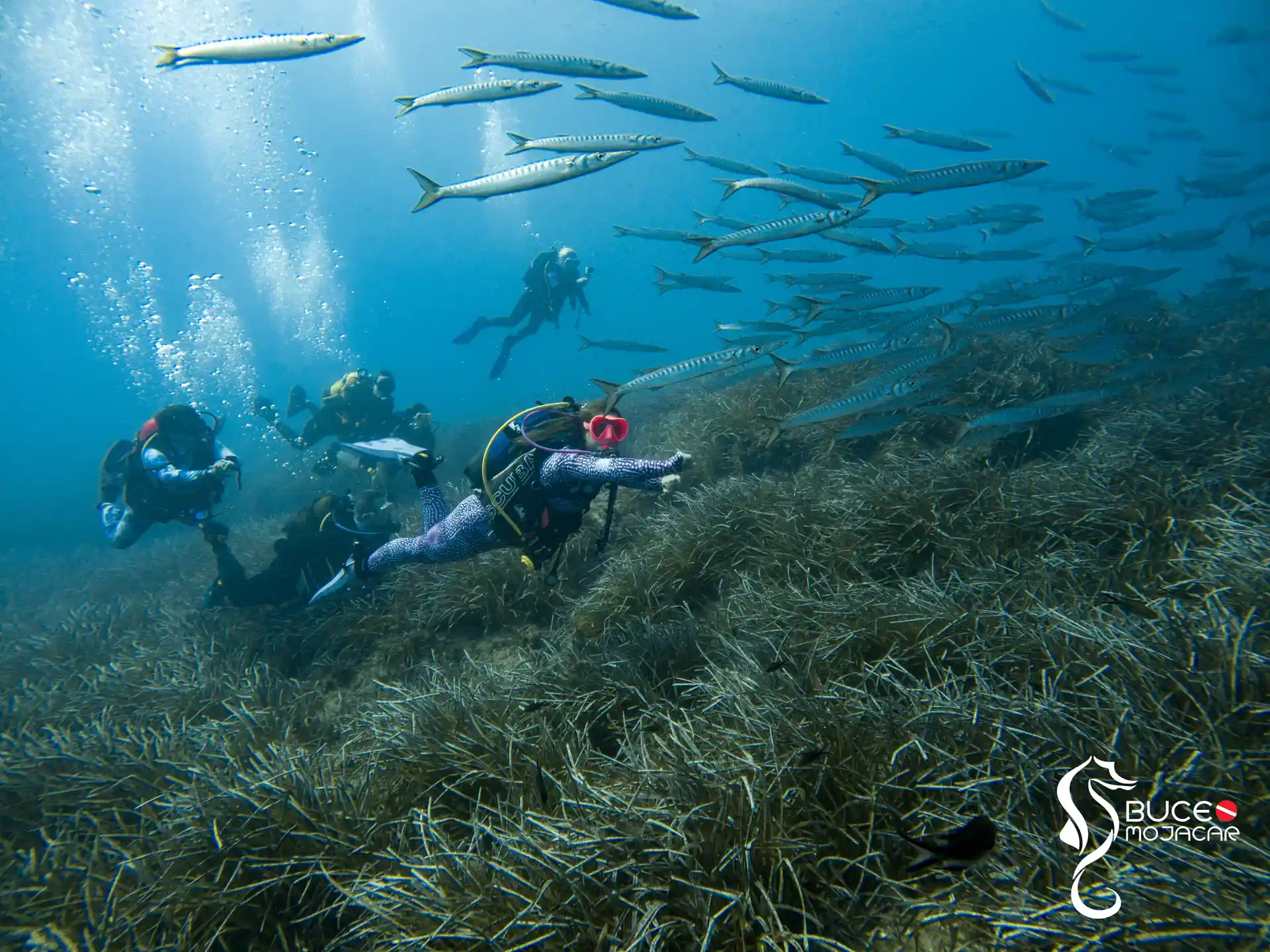 ¡Lleva tu aventura submarina al siguiente nivel con el curso PADI Advanced Open Water en el Parque Natural de Cabo de Gata!
