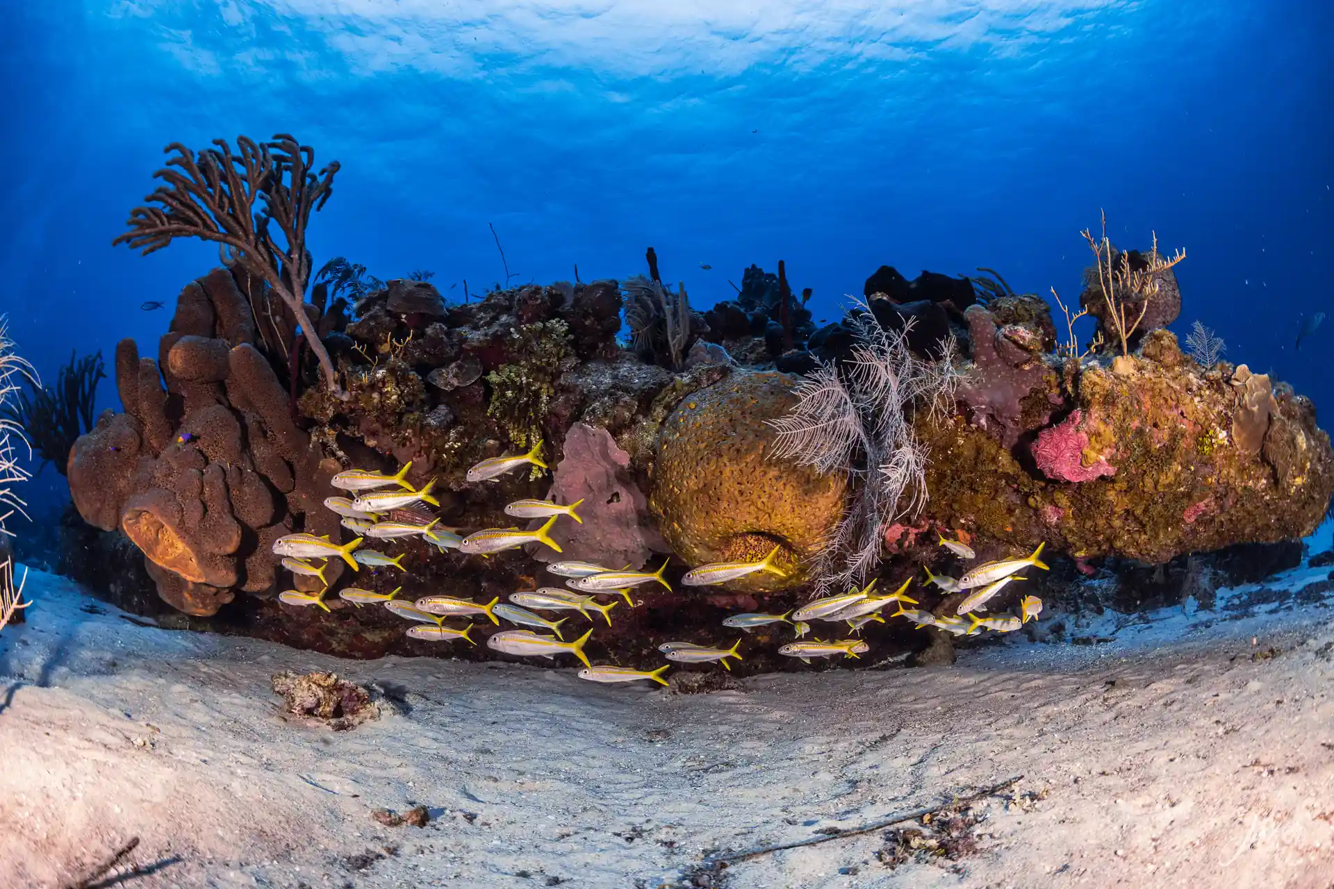 Your San Andrés underwater adventure begins at Blue Life diving center! coral reefs and amazing dive sites