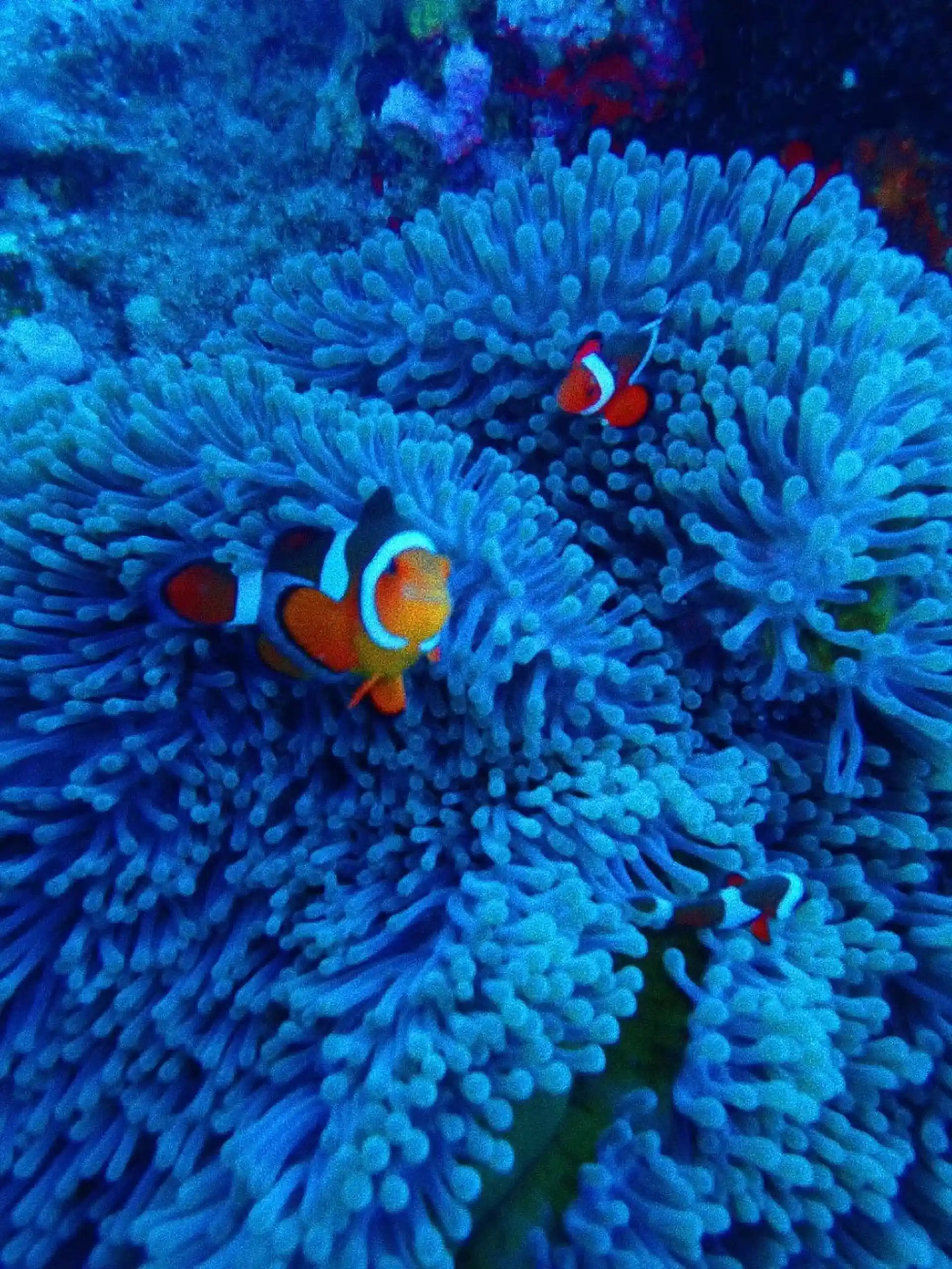 Dive shop photo