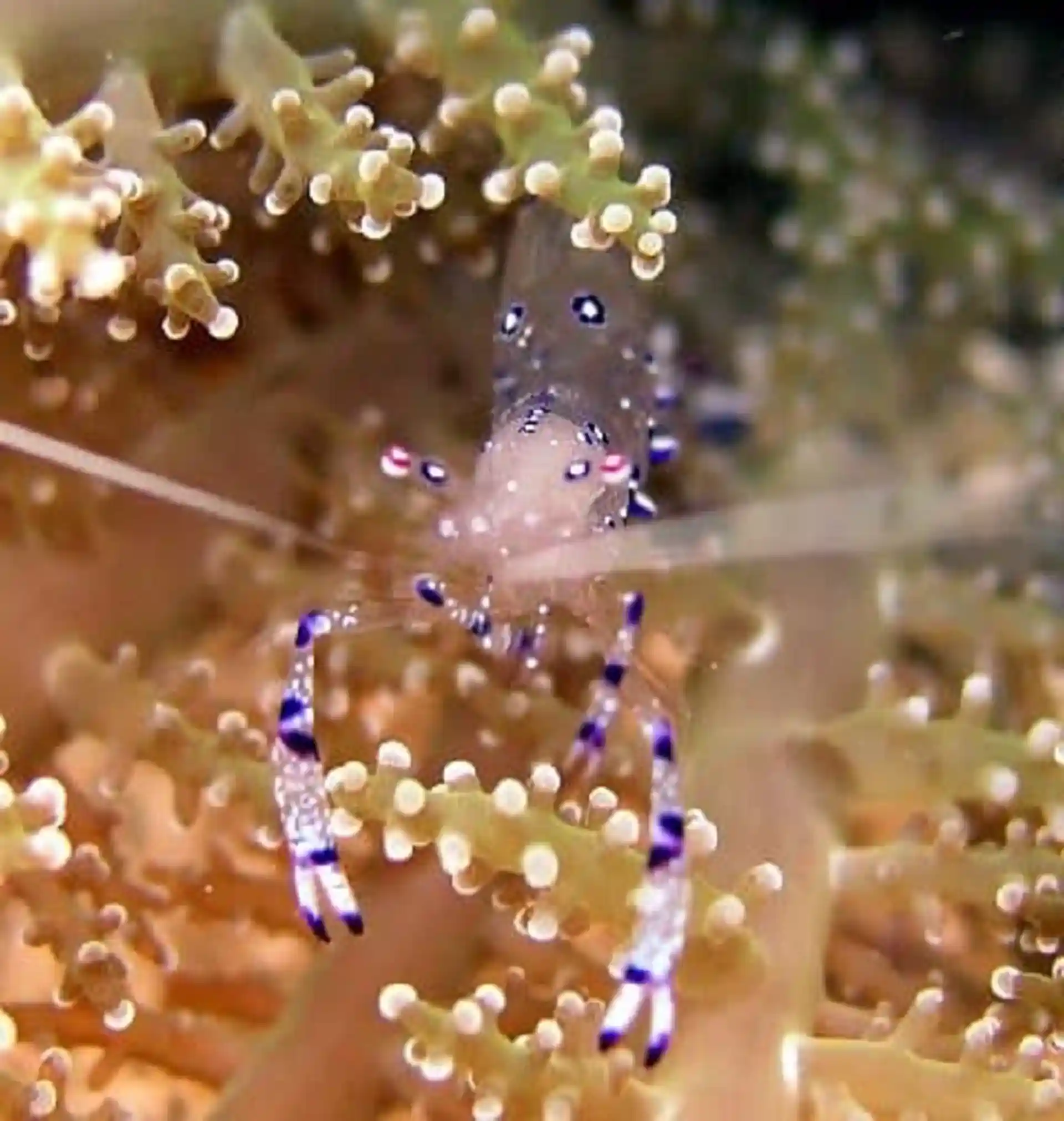 Photo du site de plongée