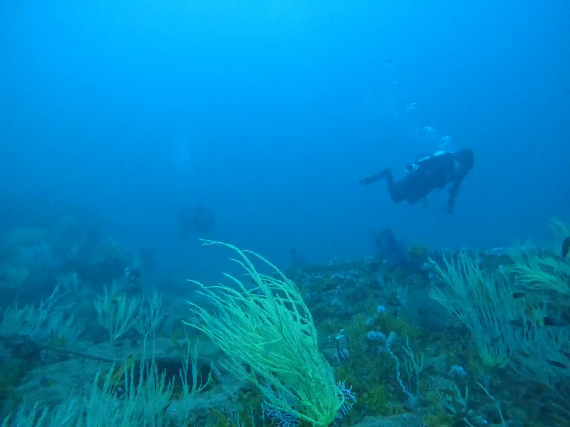 scuba diving fujairah