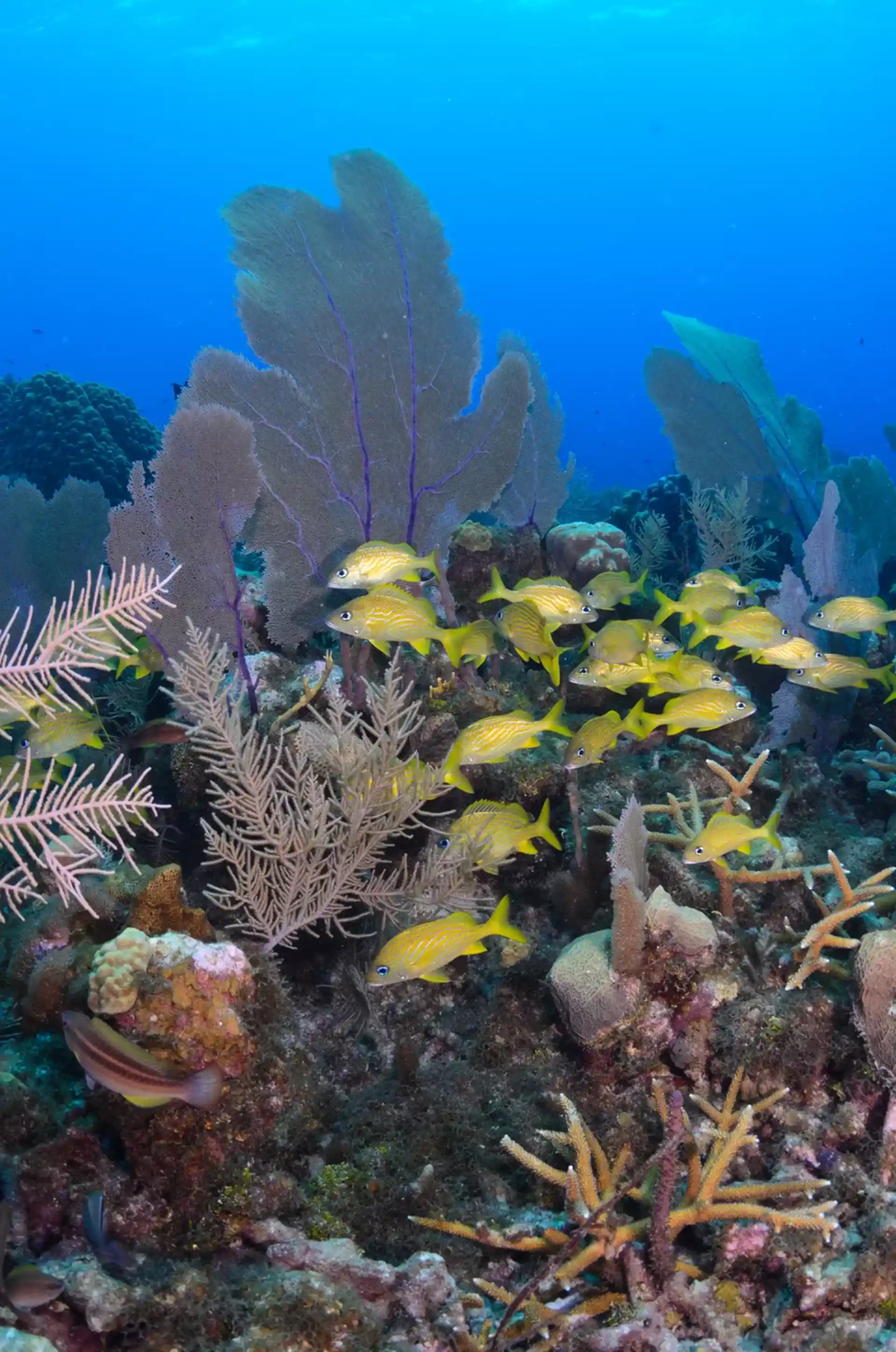 Dive site photo