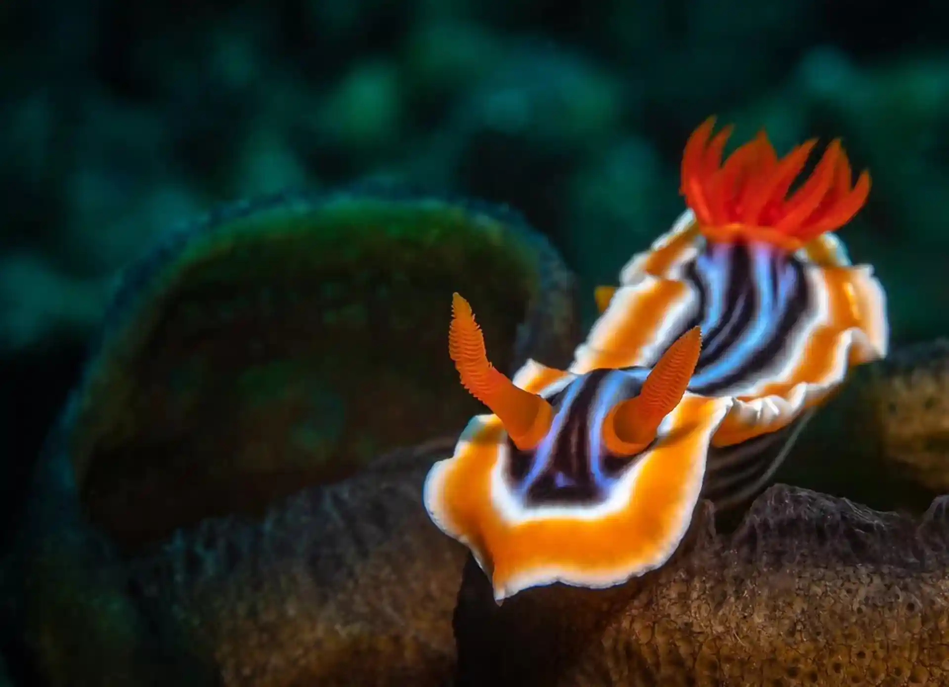 Foto des Tauchshops