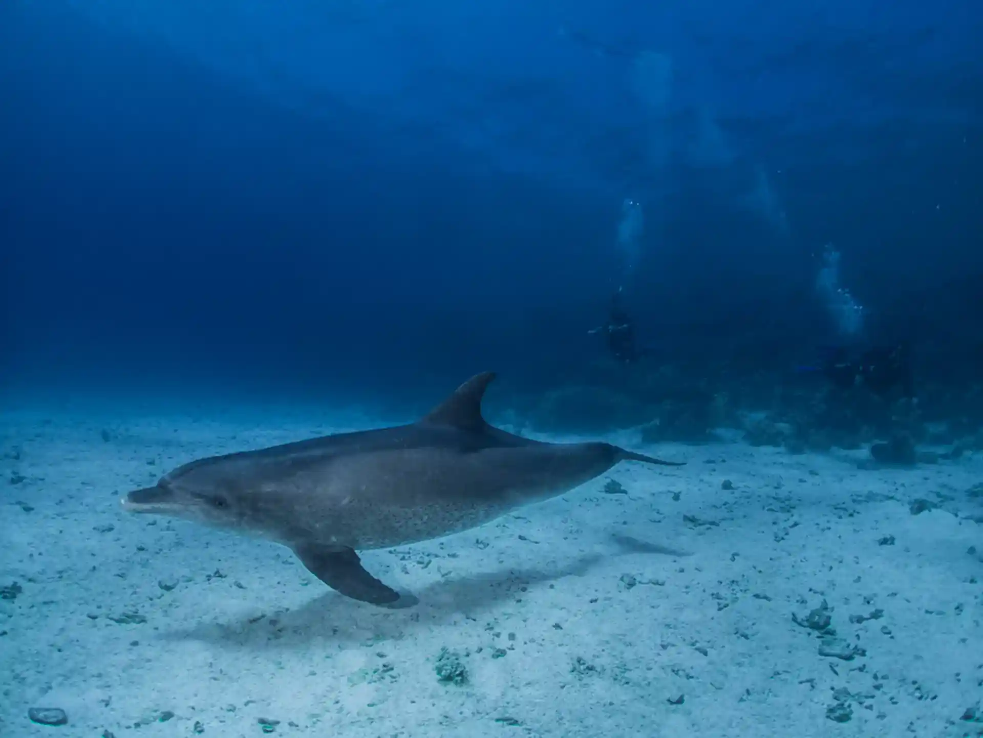 Dolphin coming saying