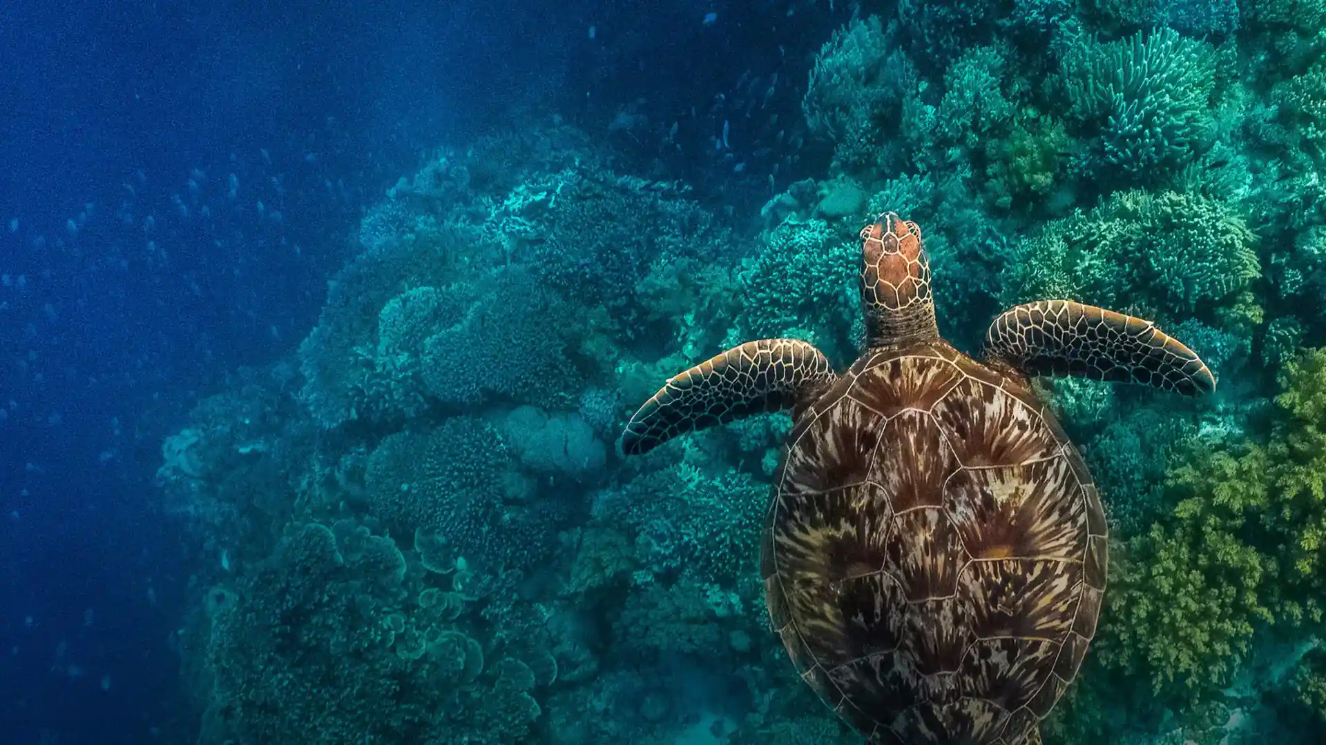 Dive site photo