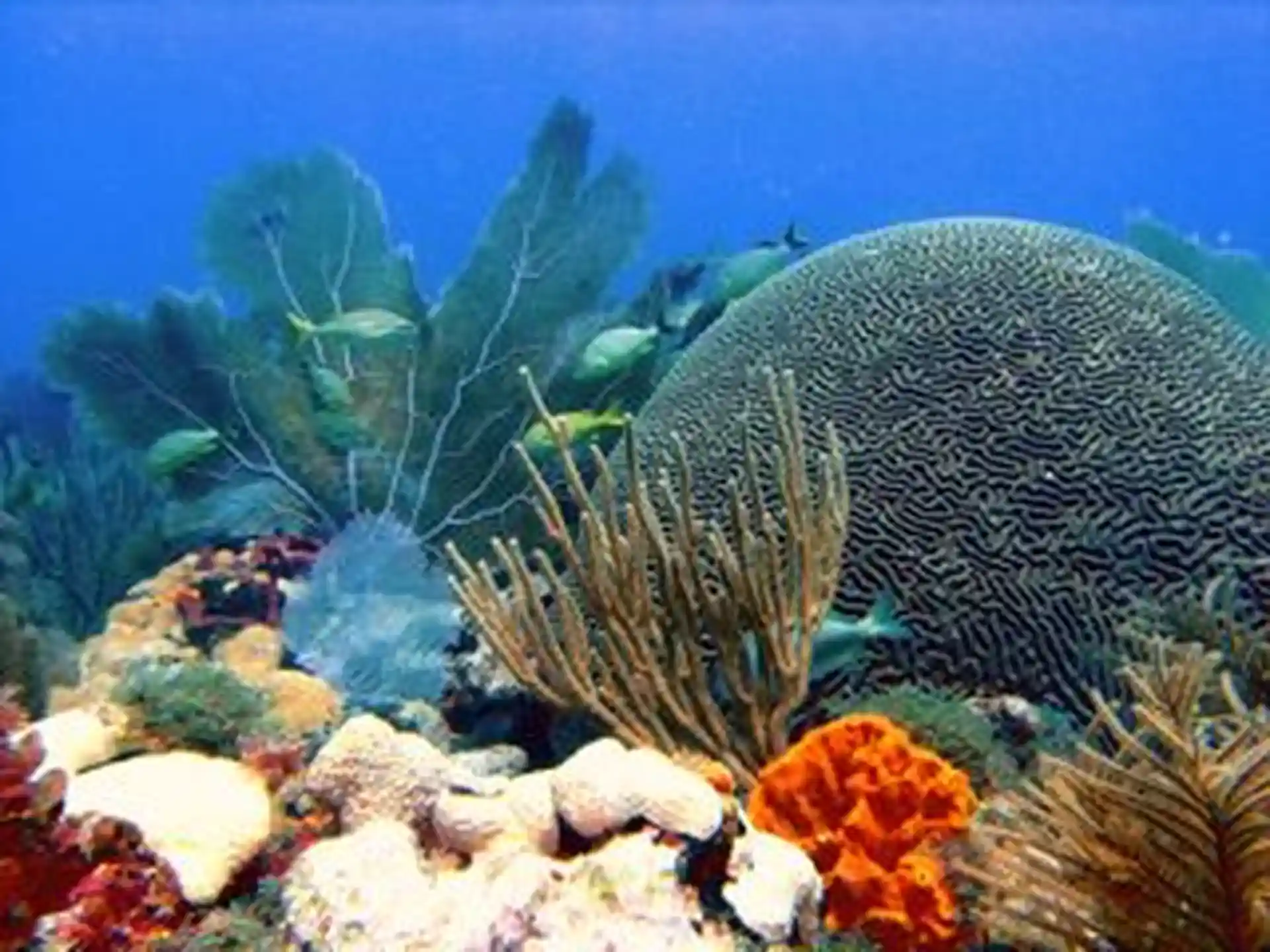 Dive shop photo