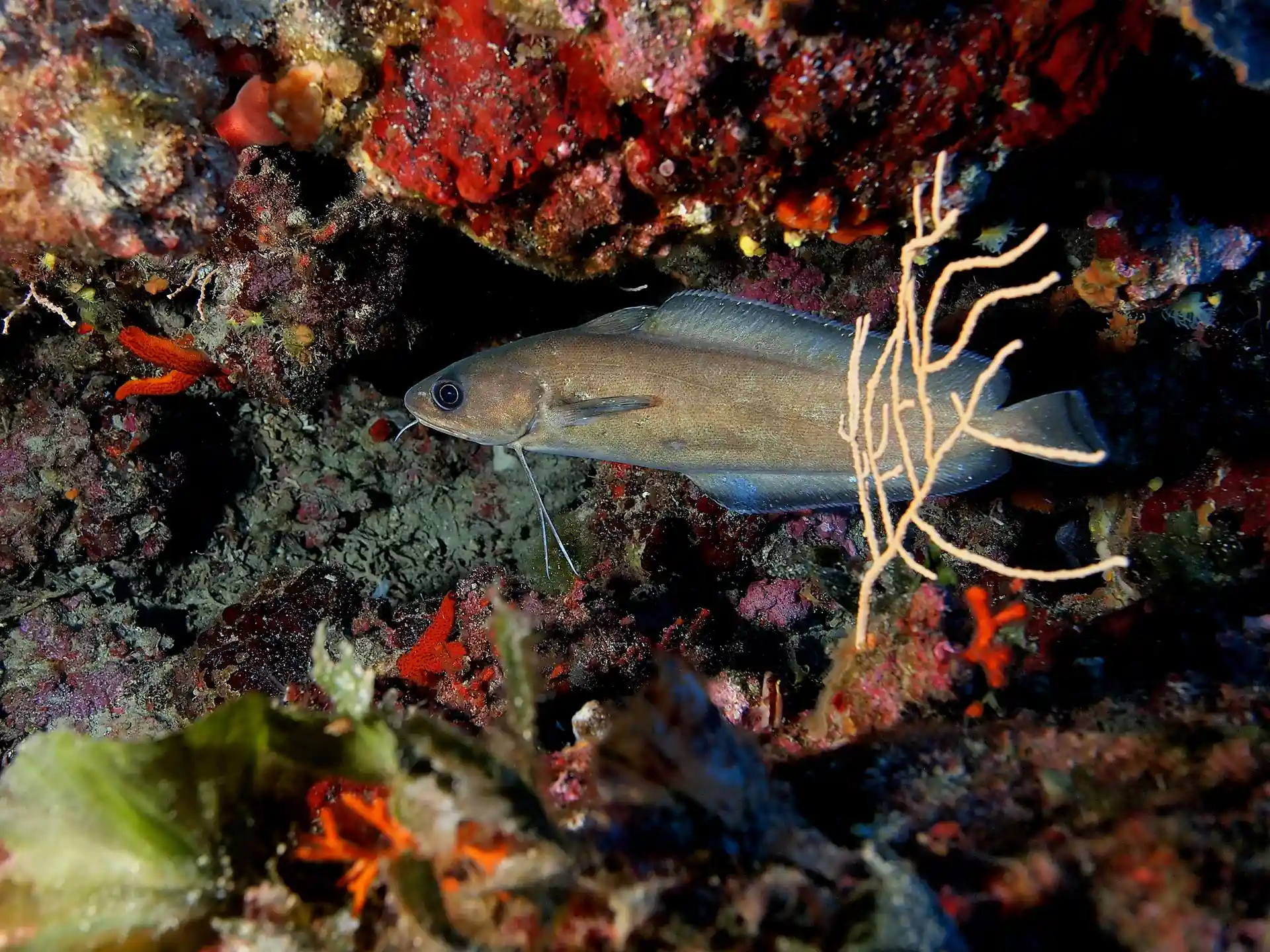 Foto van de duiklocatie