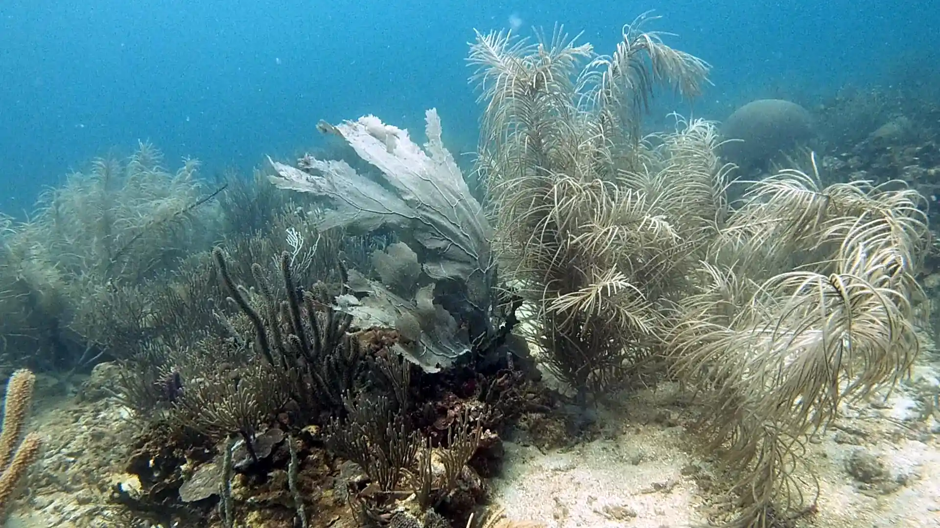 Dive site photo