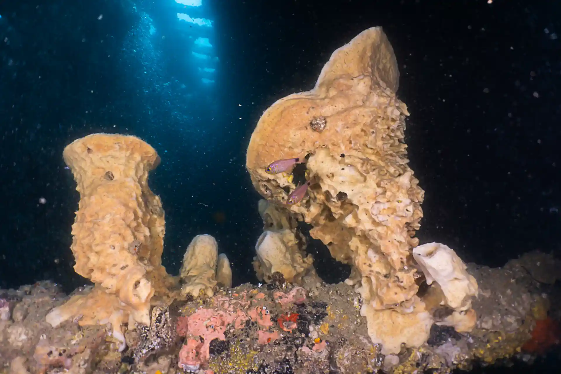 Wreck diving for the more experienced diver, maximum depth 30 metres.