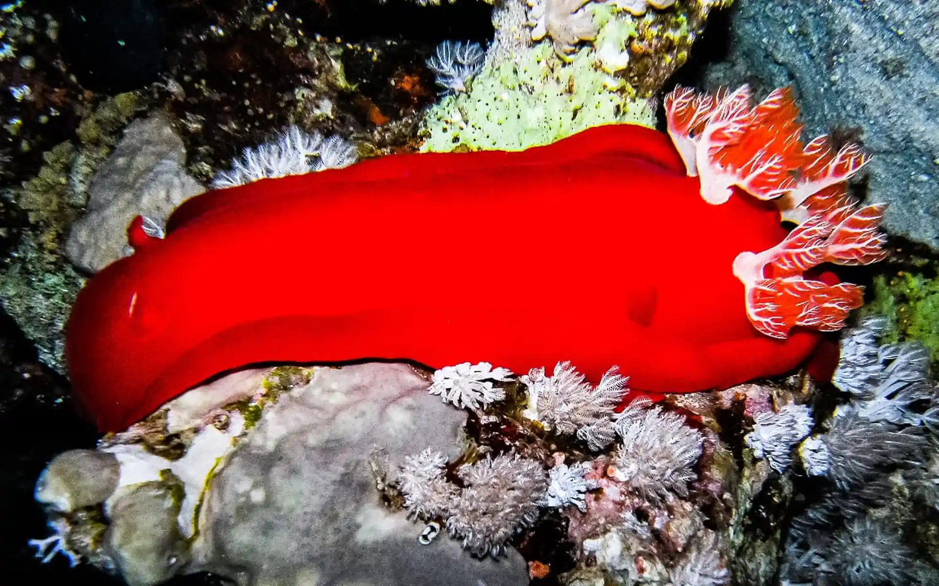 Some creatures can be spotted during night dives only