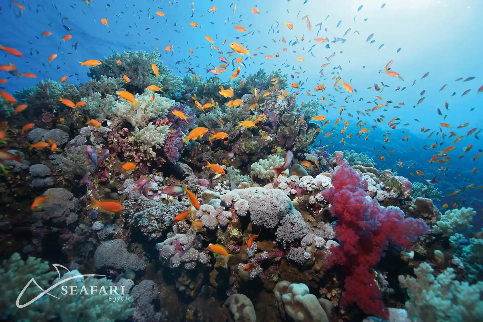 Dive shop photo