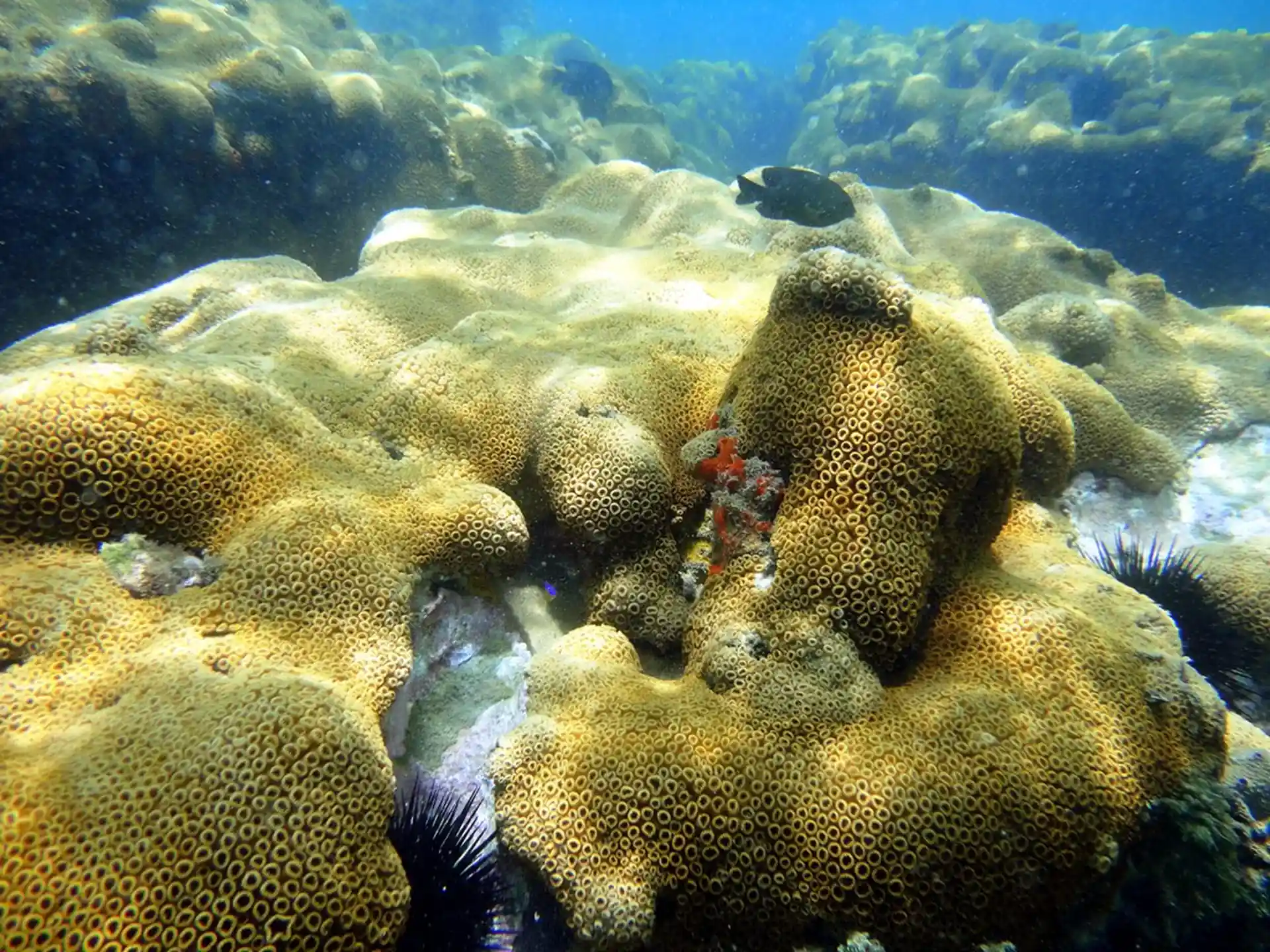 Dive site photo