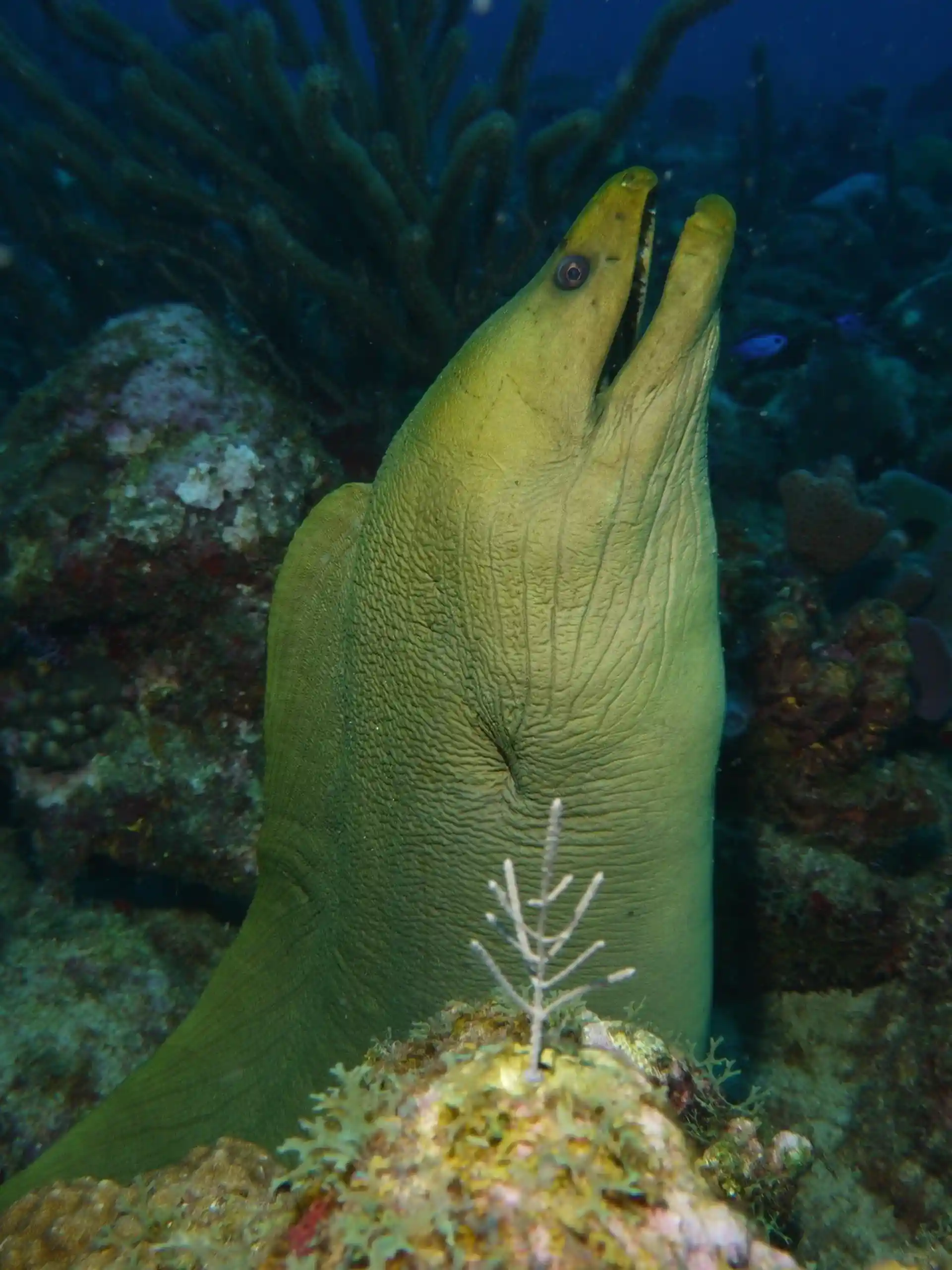 Photo du site de plongée