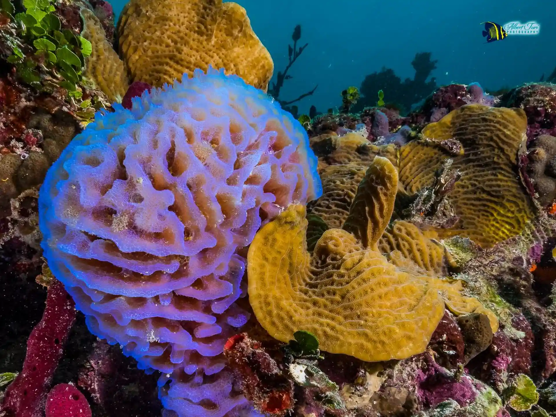 Foto des Tauchplatzes